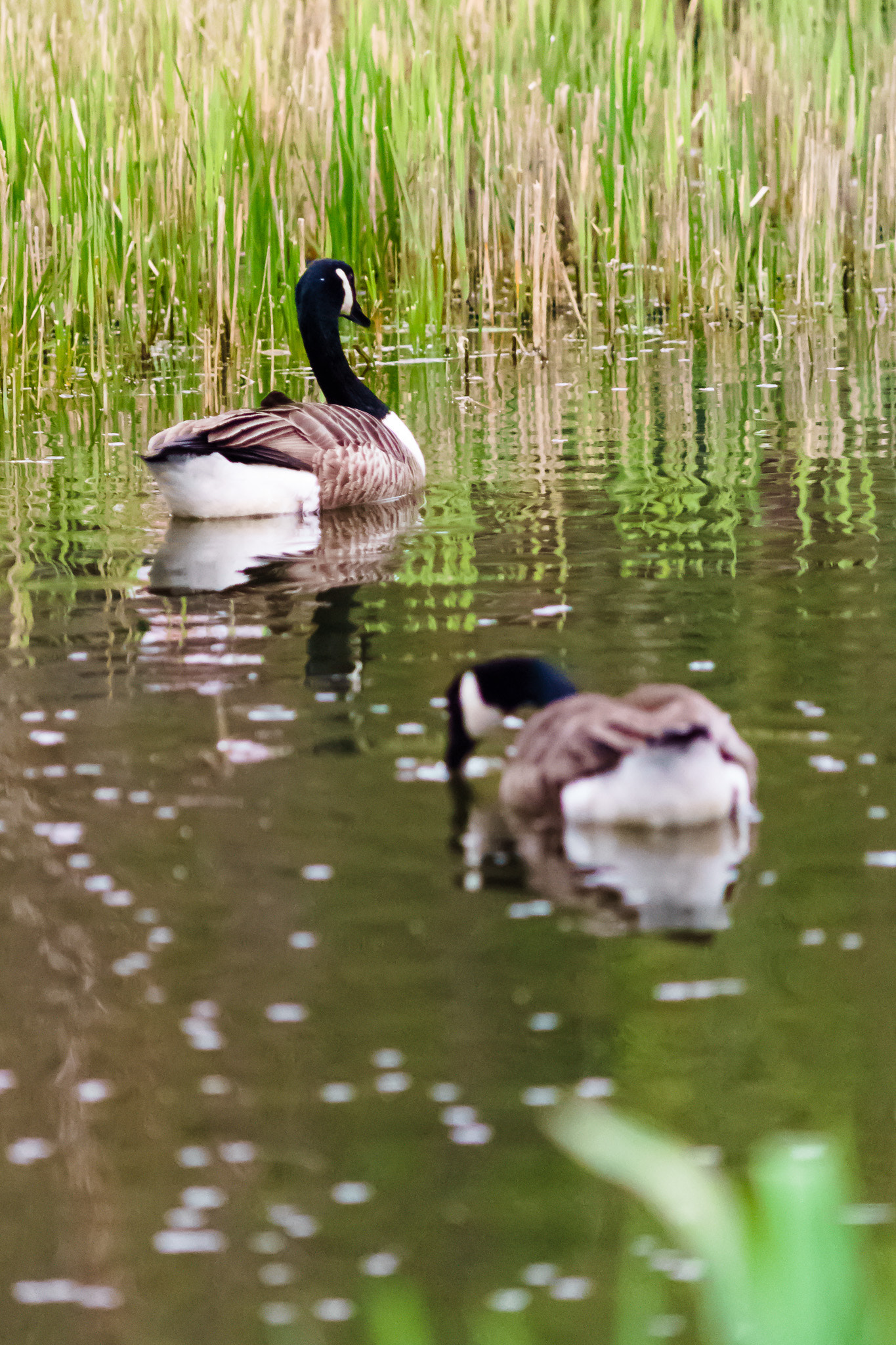 Sony a7 + Minolta AF 70-210mm F4 Macro sample photo. Canada goose photography