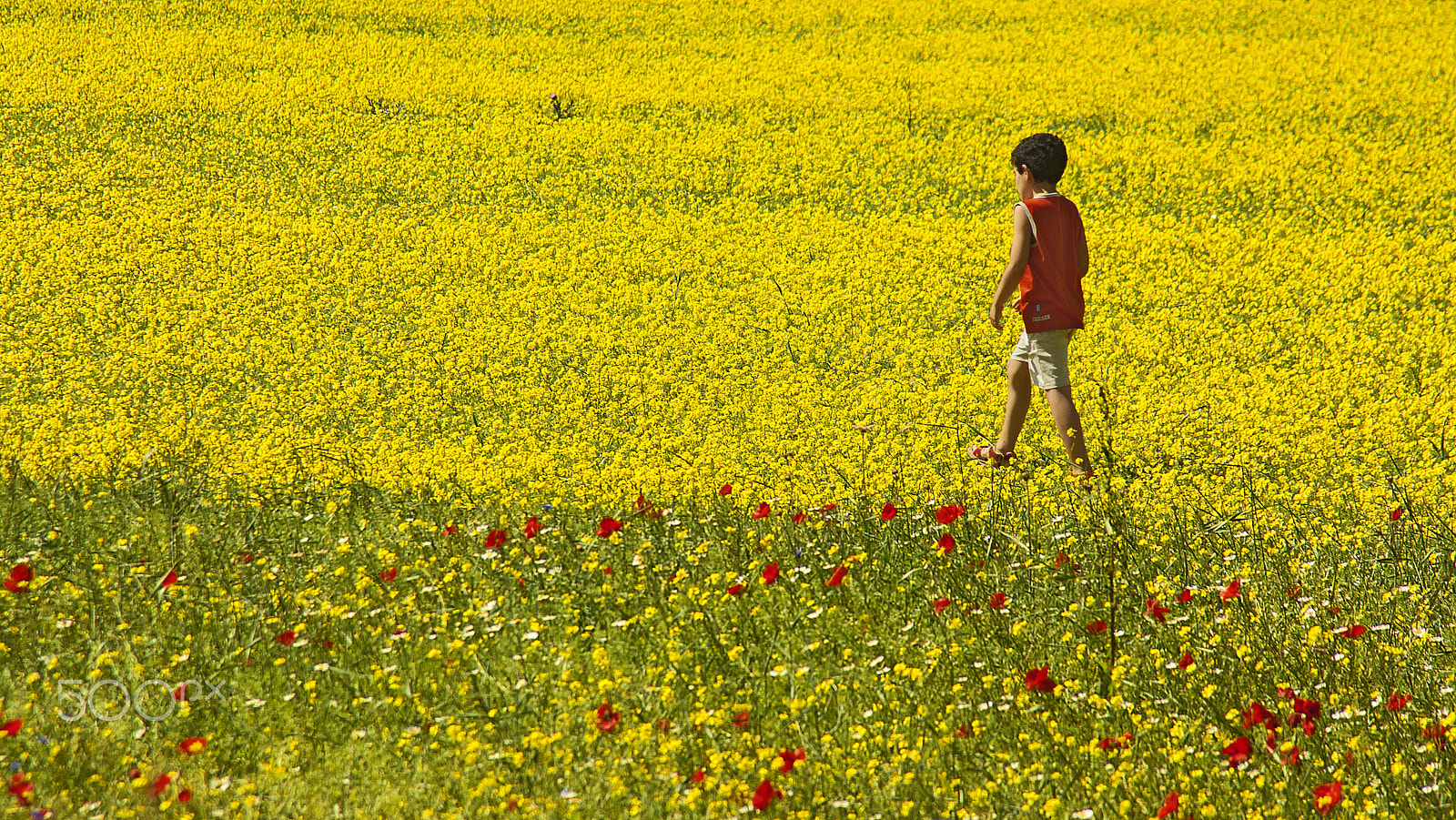 Canon EF 28-200mm F3.5-5.6 sample photo. Primary colors photography