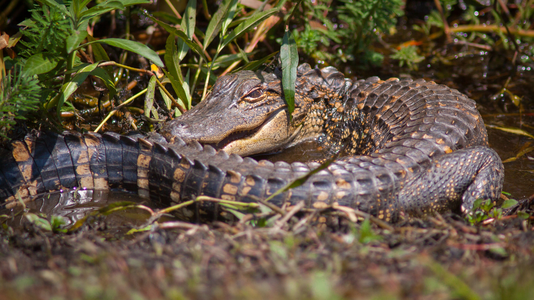 Canon EOS 50D + Canon EF 200mm F2.8L II USM sample photo. Alligator photography