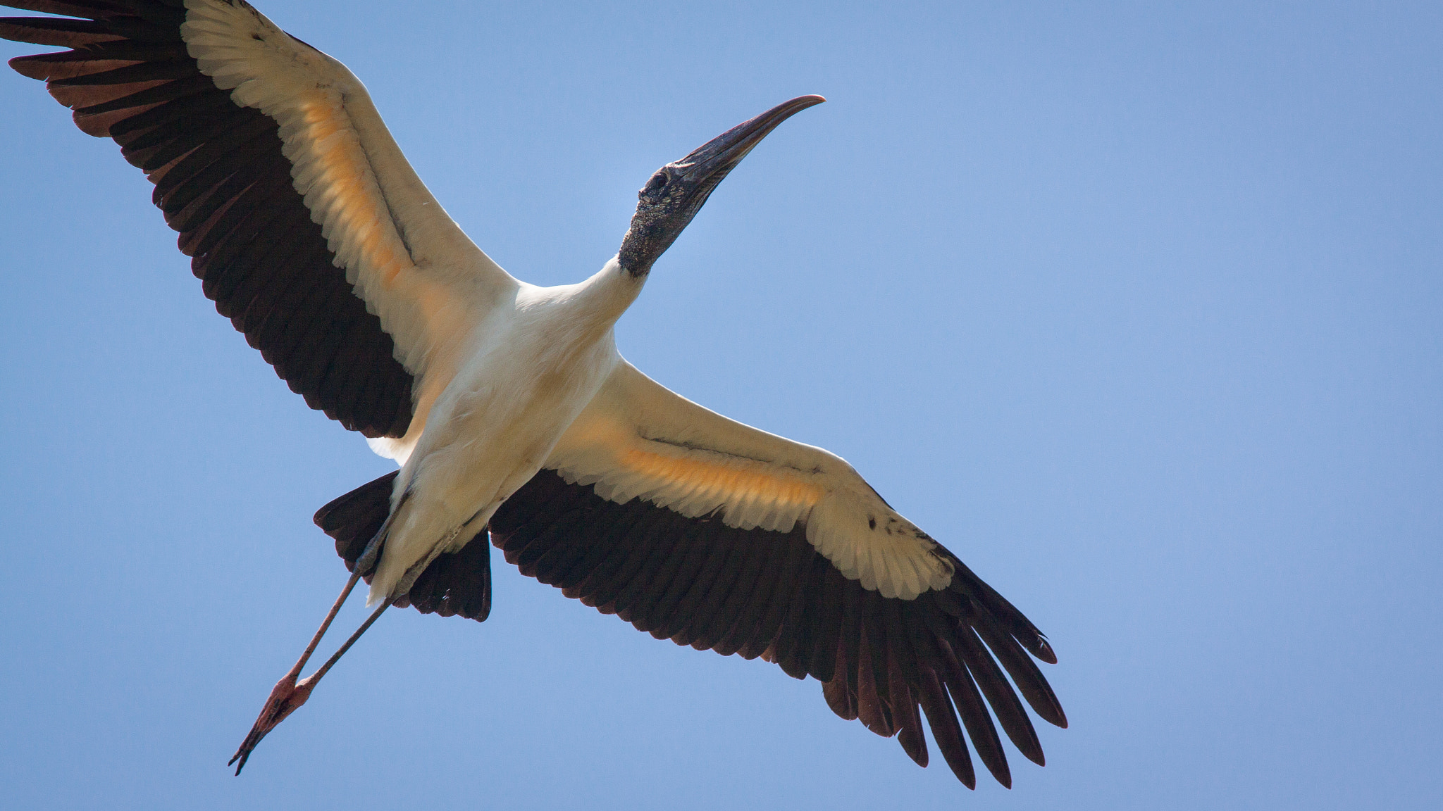 Canon EOS 50D + Canon EF 200mm F2.8L II USM sample photo. Woodstork photography