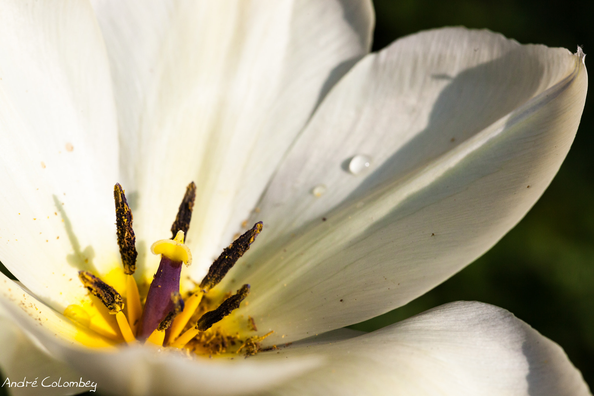 Sigma 50mm f/2.8 EX sample photo. Offrande photography