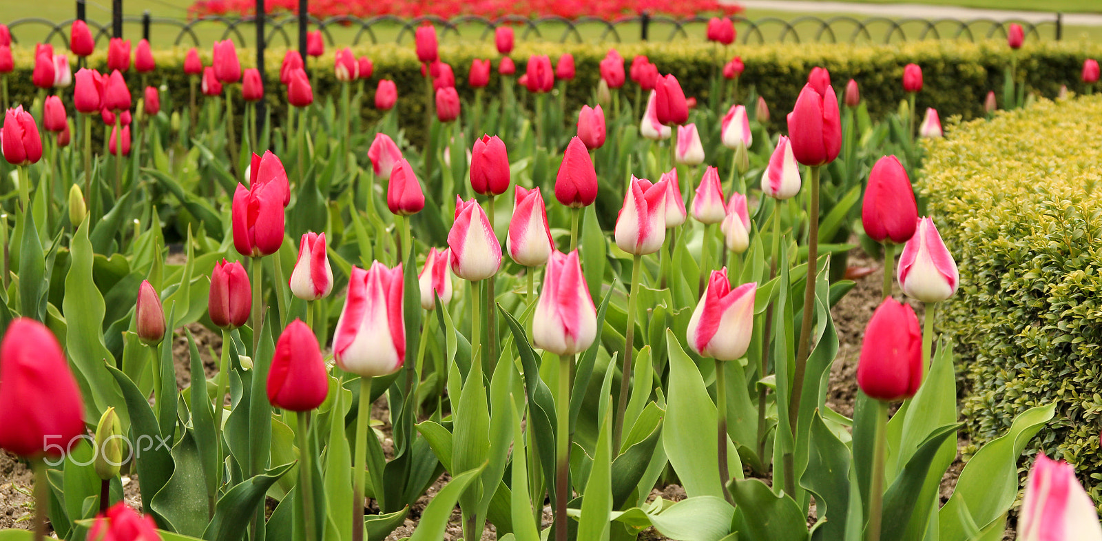 Sigma 17-70mm F2.8-4 DC Macro OS HSM sample photo. Tulip garden photography