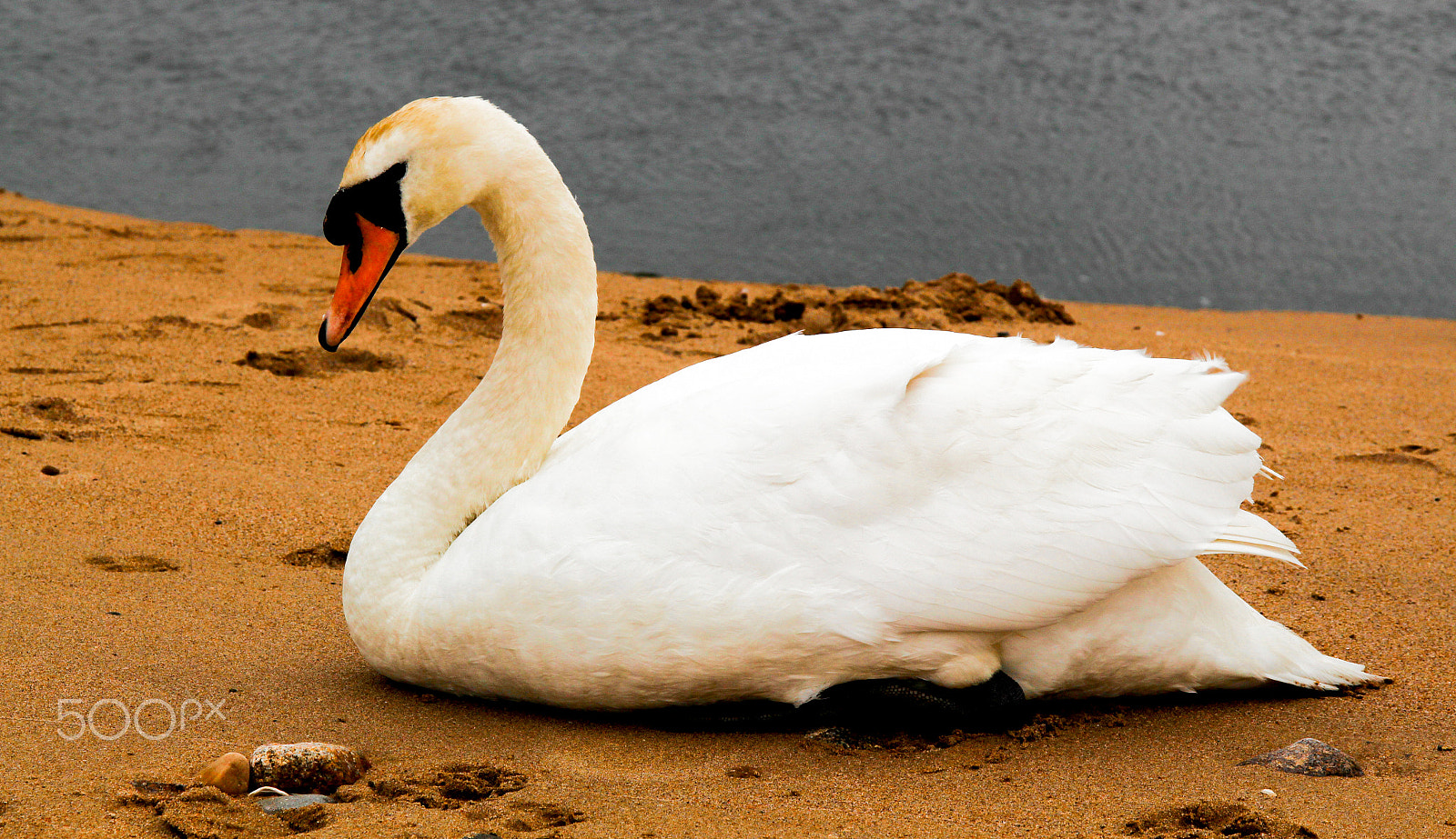 Sigma 17-70mm F2.8-4 DC Macro OS HSM sample photo. North sea? swan photography