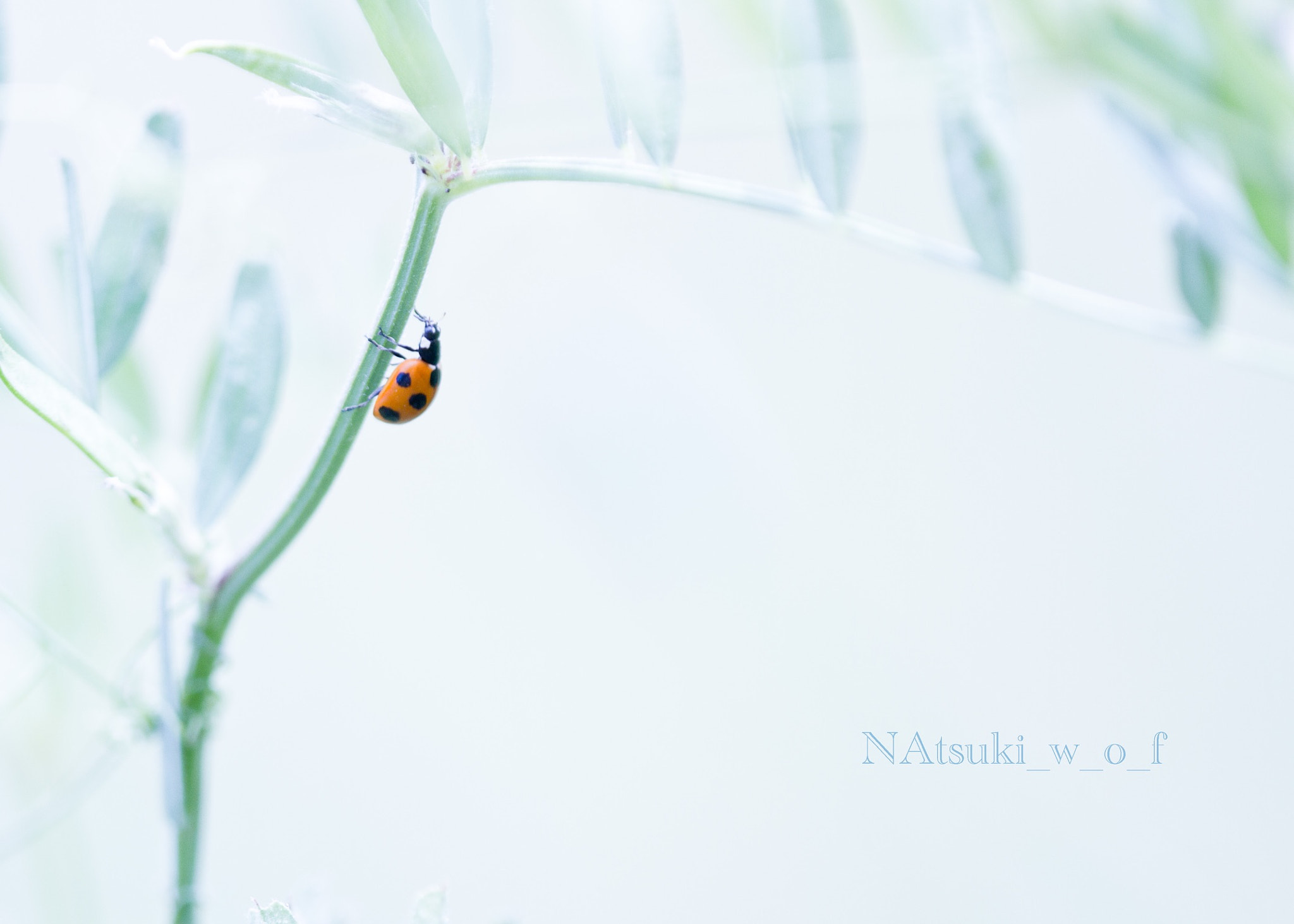 Tamron SP AF 180mm F3.5 Di LD (IF) Macro sample photo. Small world photography