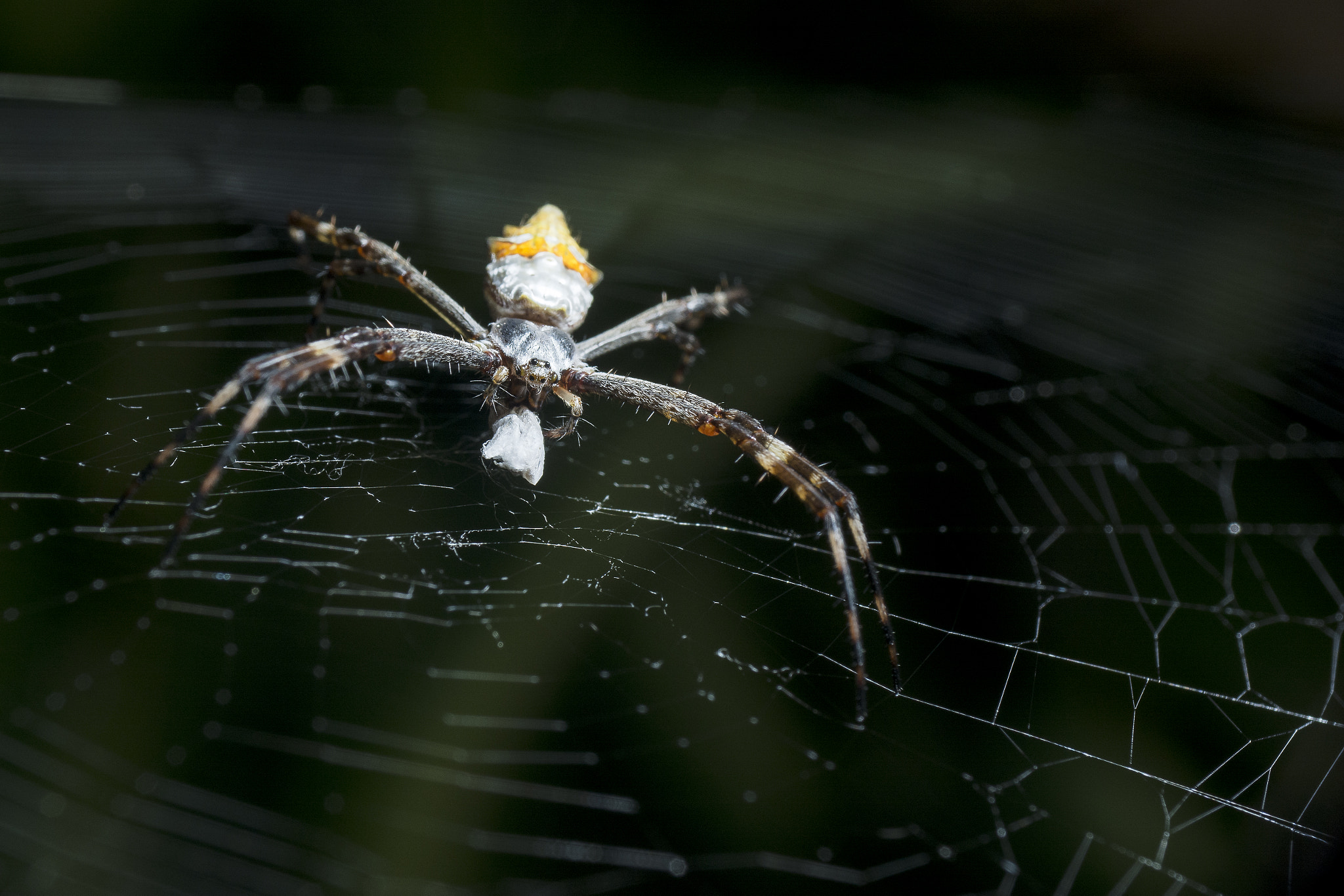 Nikon D7100 + AF Zoom-Nikkor 35-70mm f/2.8 sample photo. Garden spider photography