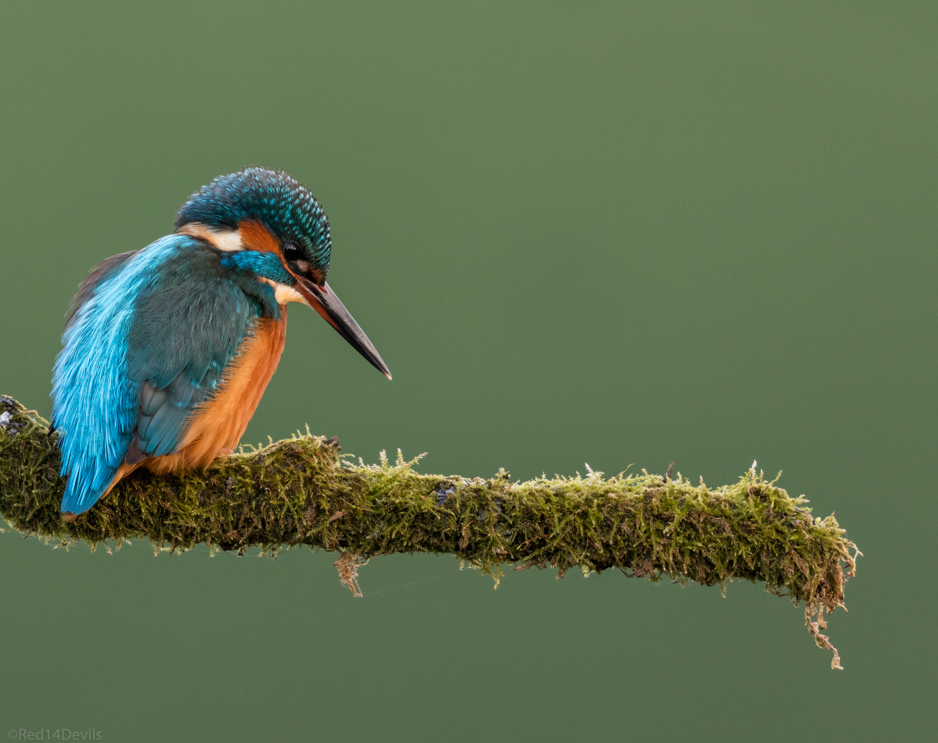 Canon EF 100-400mm F4.5-5.6L IS II USM sample photo. Common kingfisher photography