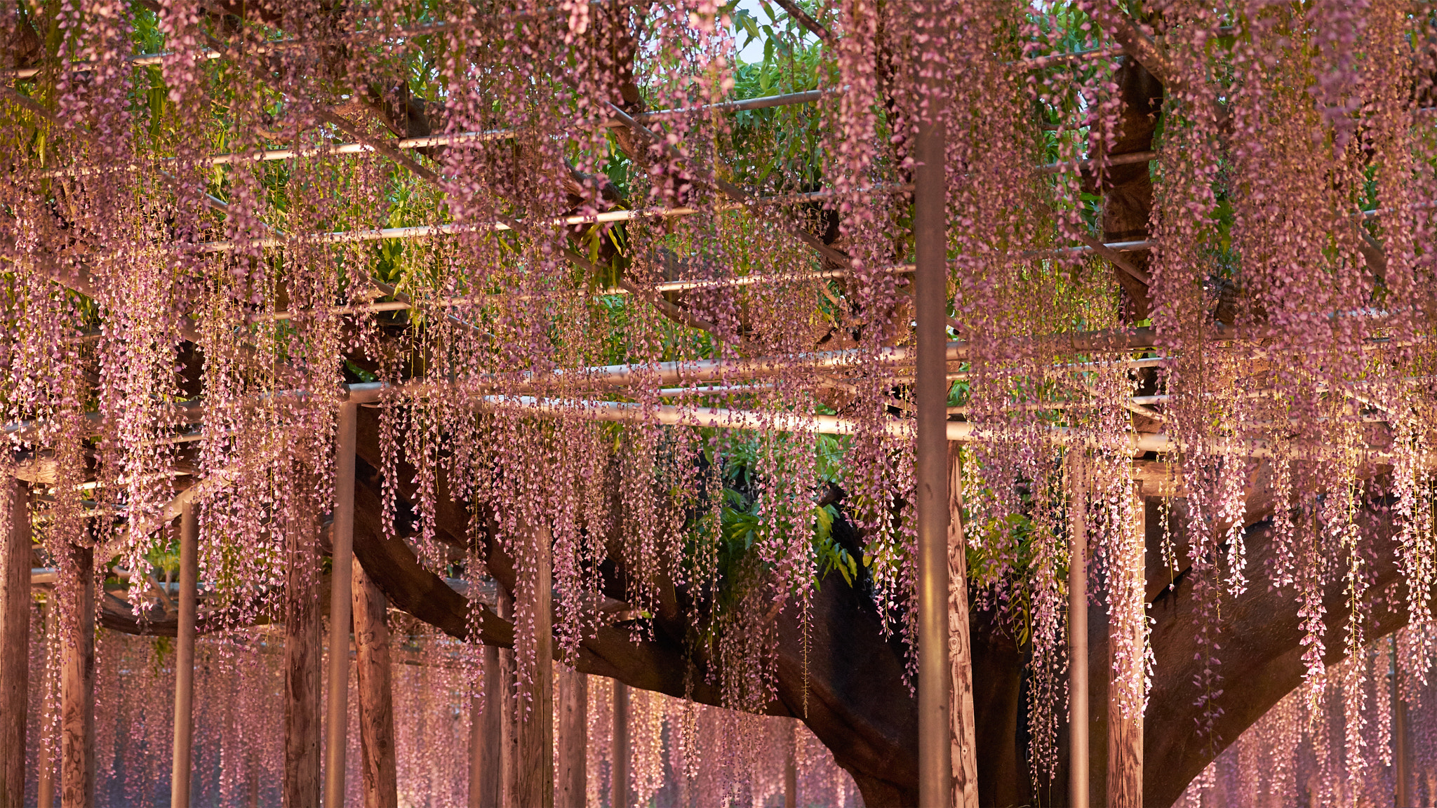 Sony a7 II + Sony 70-400mm F4-5.6 G SSM II sample photo. Wisteria trellis in early evening photography