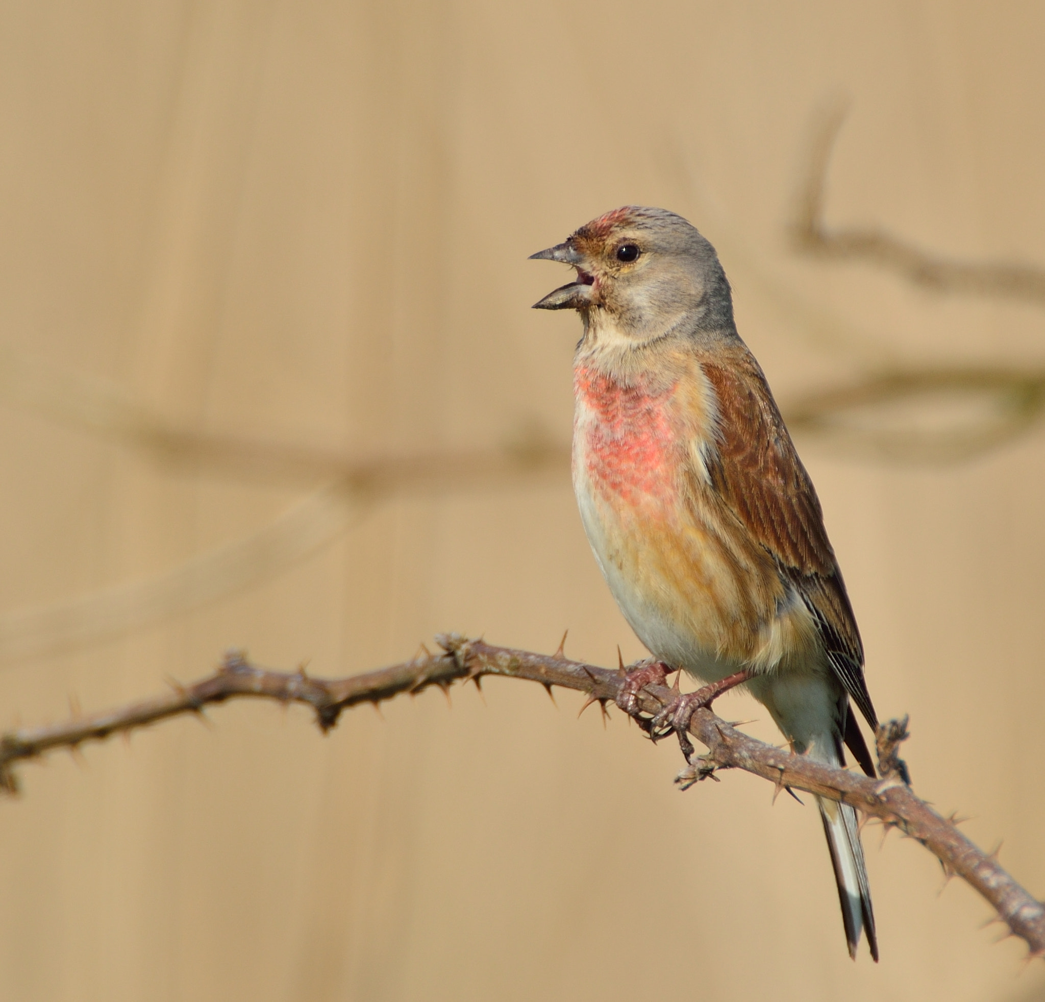AF-S Nikkor 600mm f/4D IF-ED + TC-14E sample photo. Kneu photography