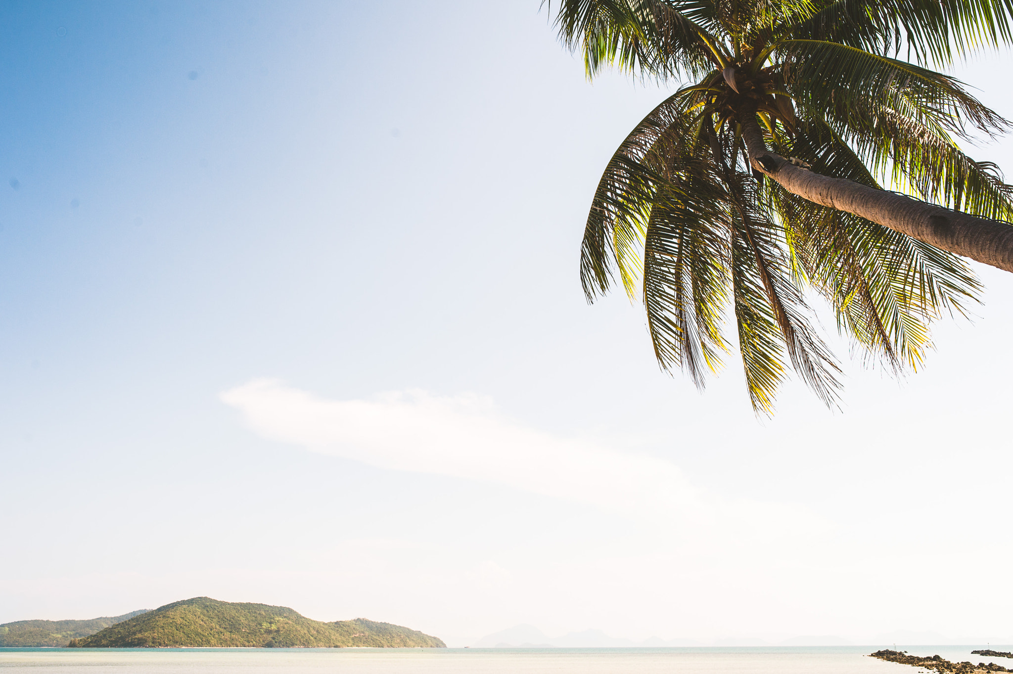 Nikon D4 + Sigma 35mm F1.4 DG HSM Art sample photo. Palm tree photography