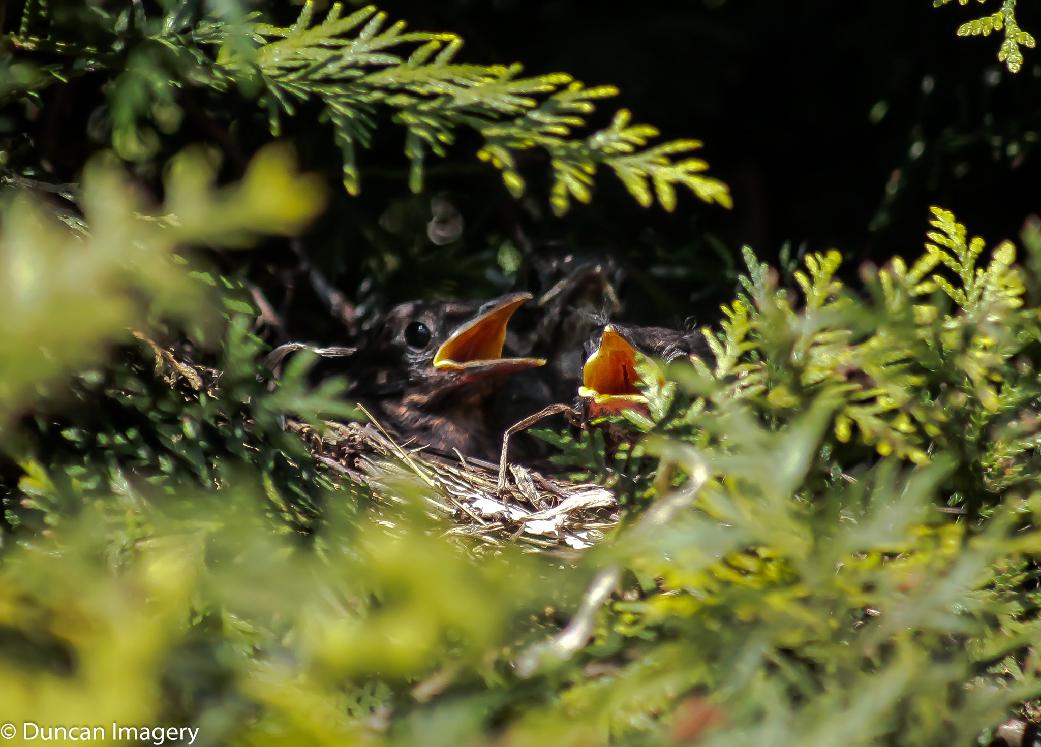 Canon EOS 1100D (EOS Rebel T3 / EOS Kiss X50) + Canon EF 80-200mm F4.5-5.6 II sample photo. Hungry blackbird squeakers photography