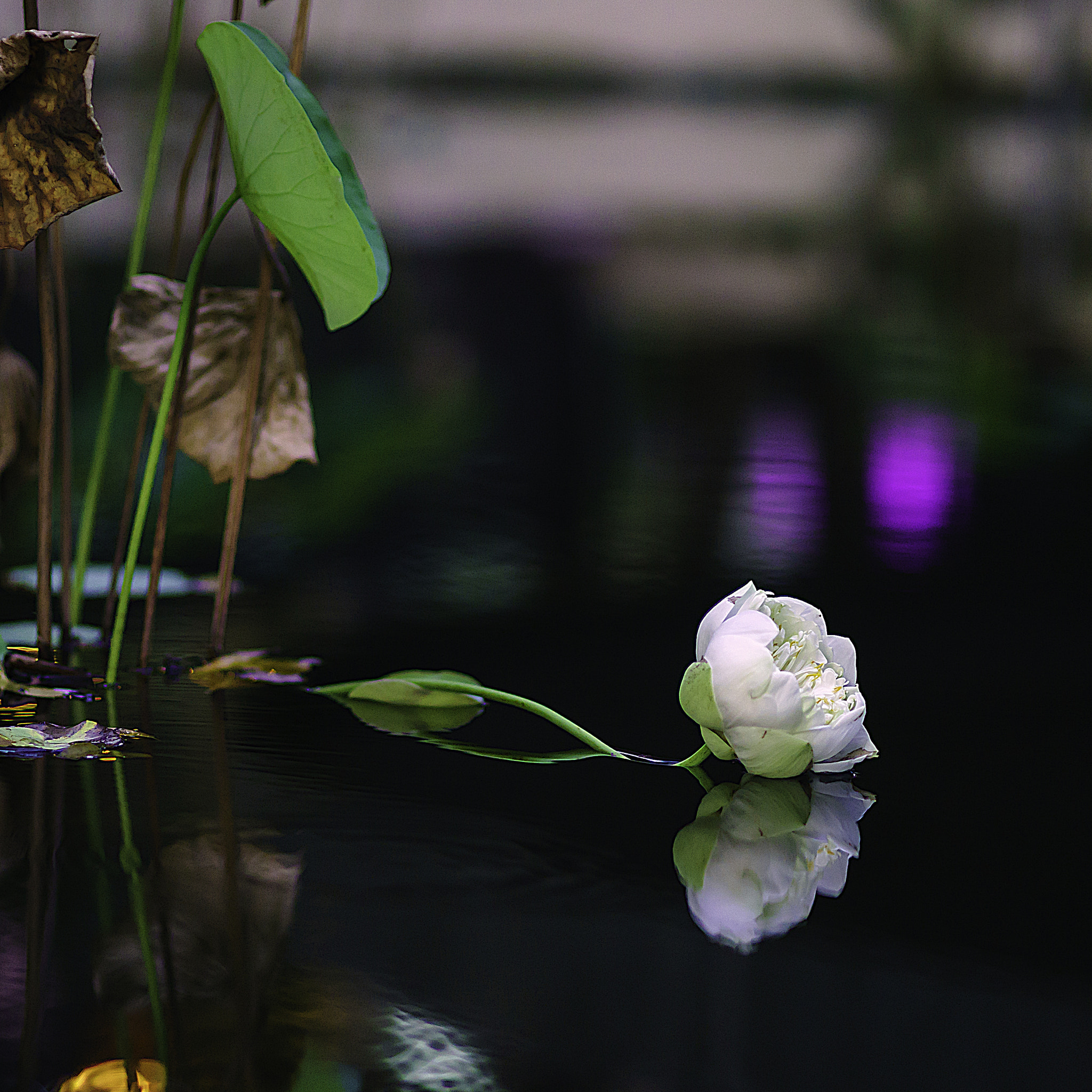Minolta AF 100mm F2 sample photo. Touch photography