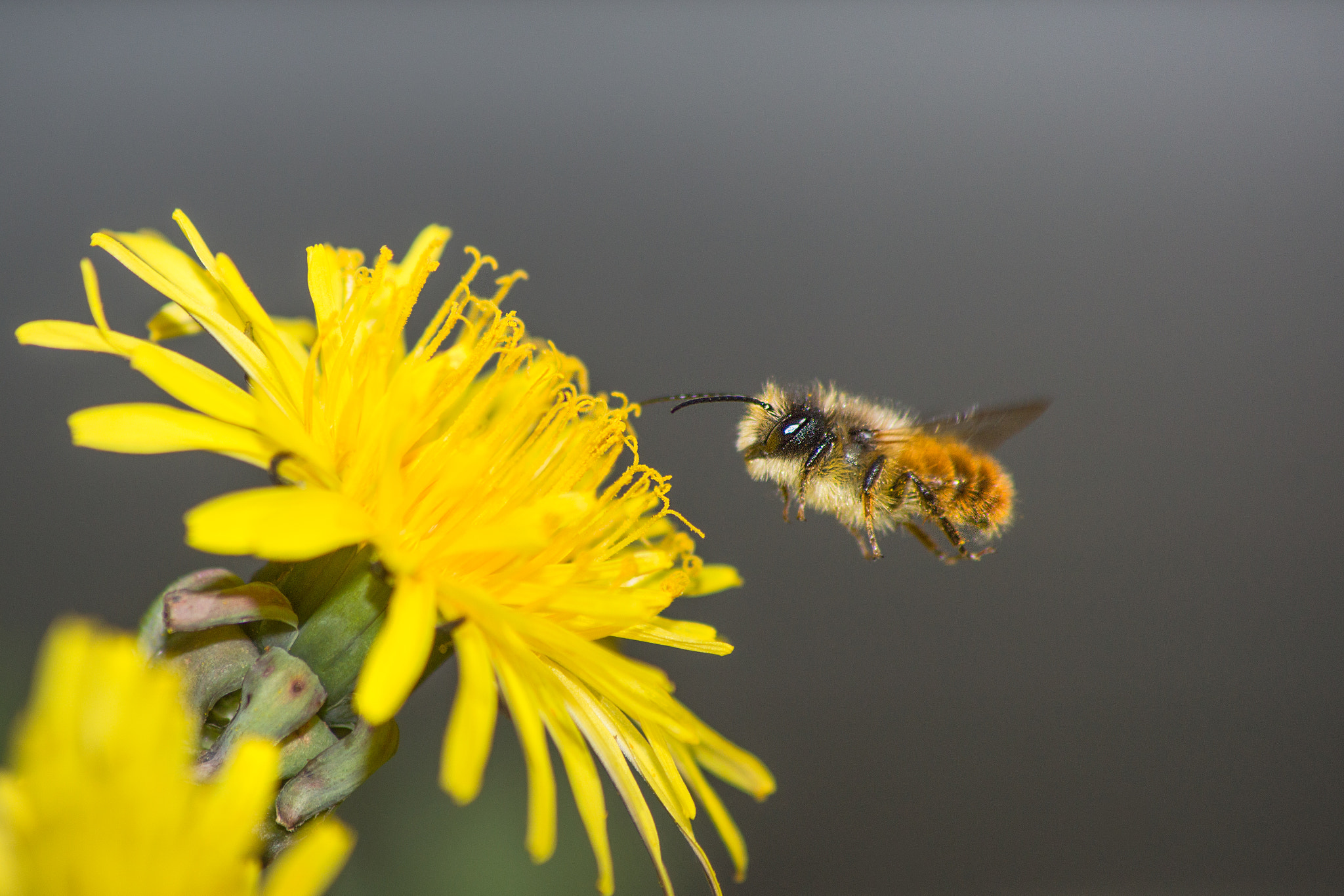 Sony 75-300mm F4.5-5.6 sample photo. Bee in flight photography