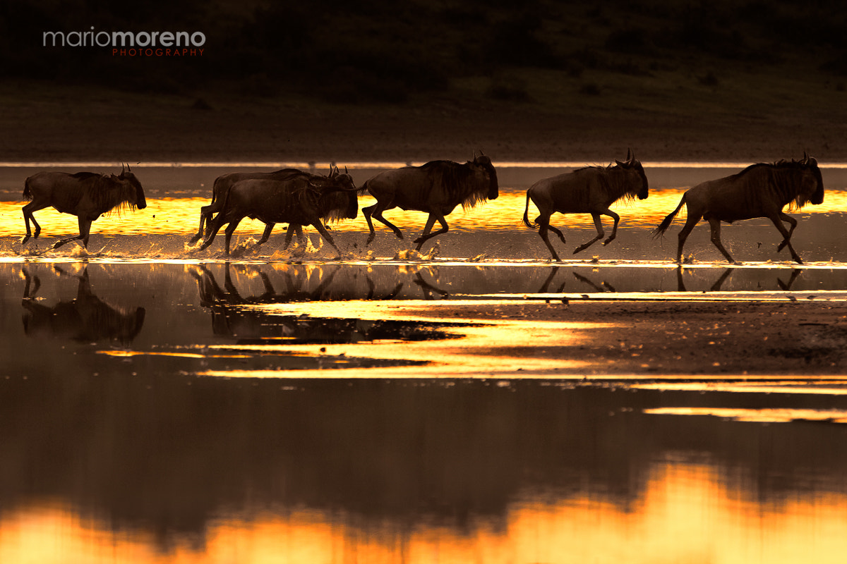 Canon EOS-1D Mark IV + Canon EF 300mm F2.8L IS USM sample photo. Migration silhouettes photography