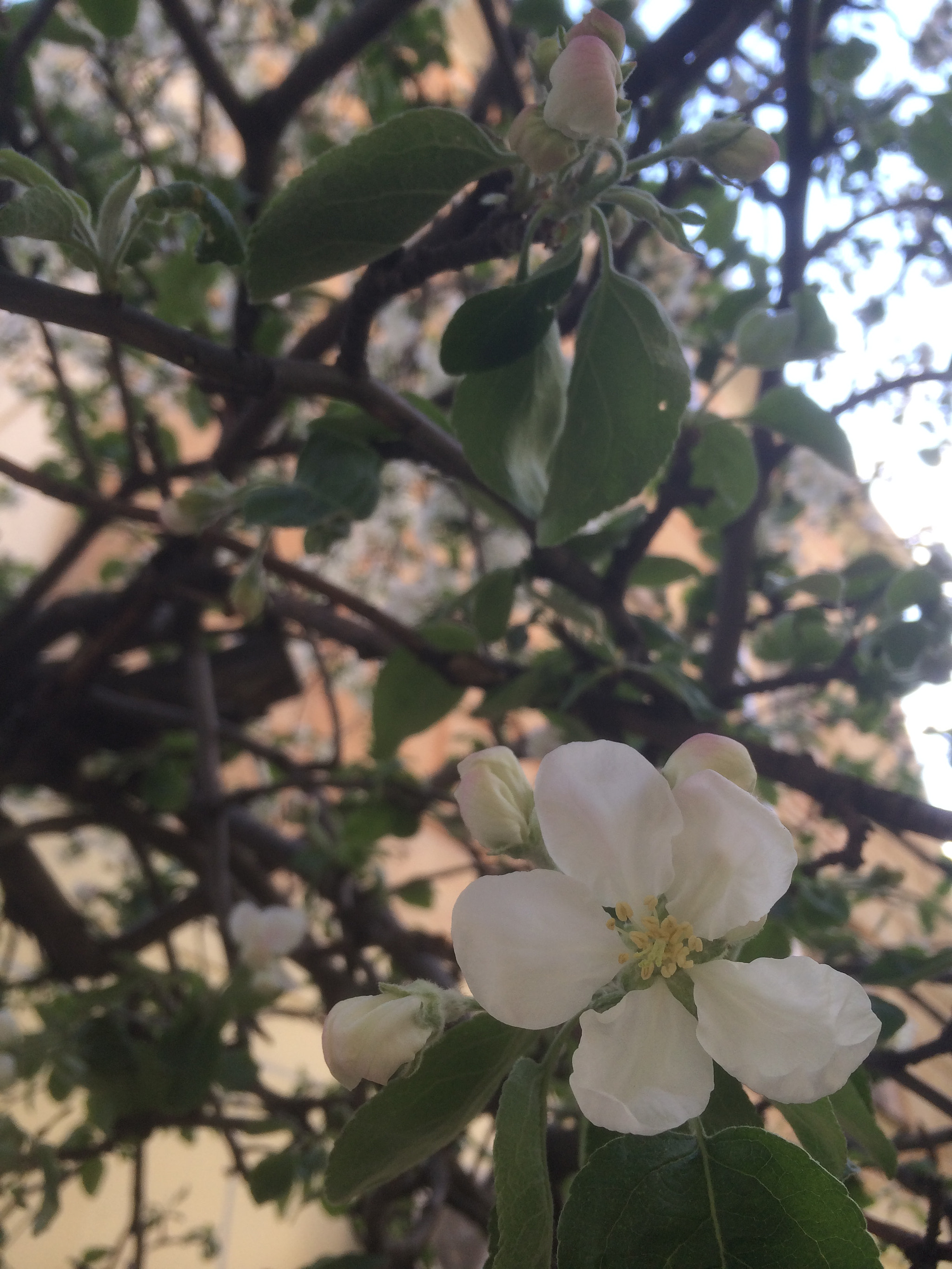 Apple iPhone6,1 sample photo