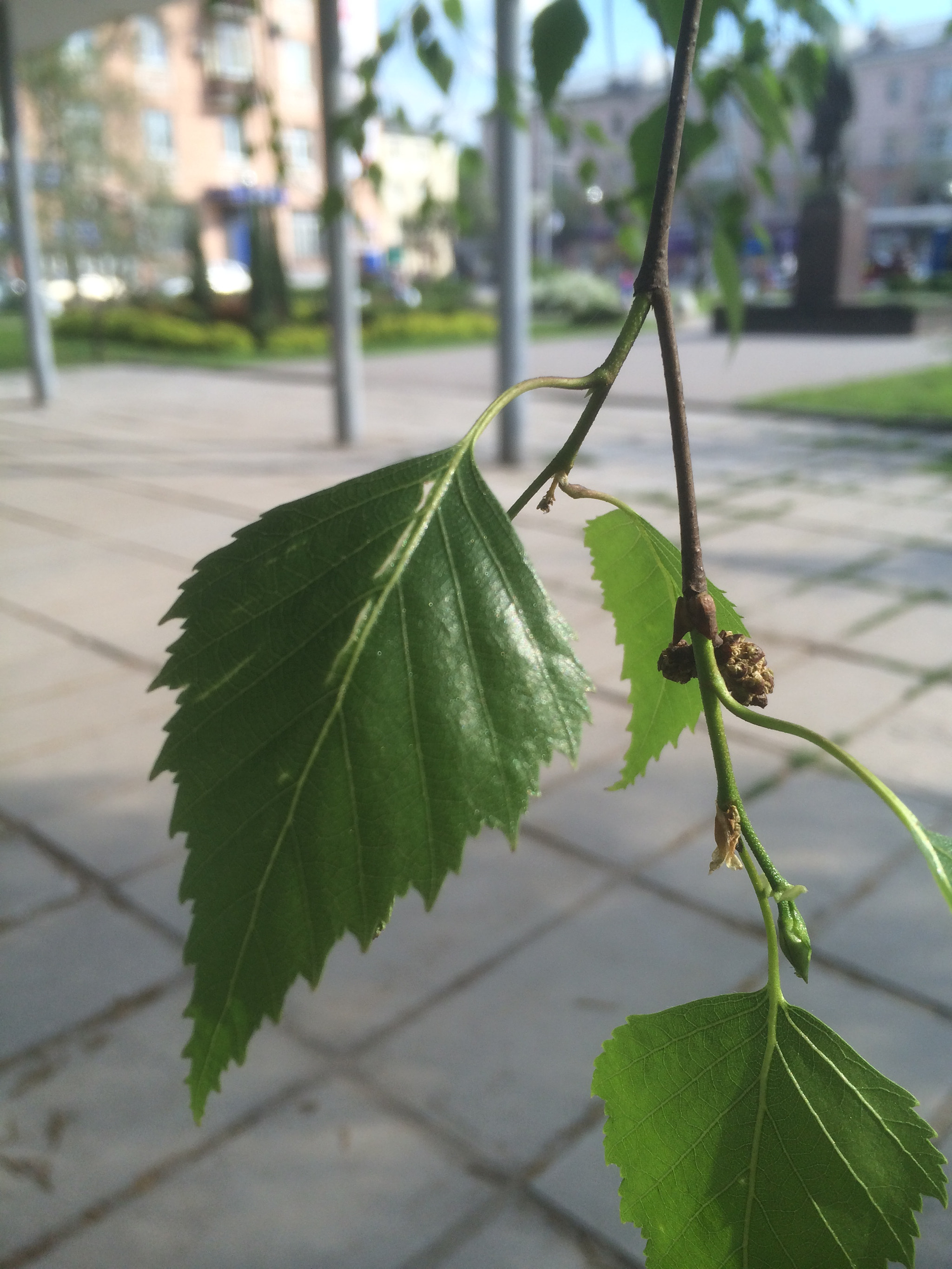 Apple iPhone6,1 sample photo