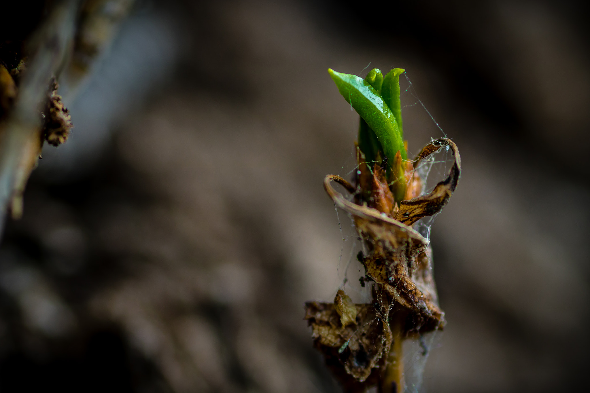 Canon EOS 750D (EOS Rebel T6i / EOS Kiss X8i) + Tamron SP AF 90mm F2.8 Di Macro sample photo. Rebirth photography