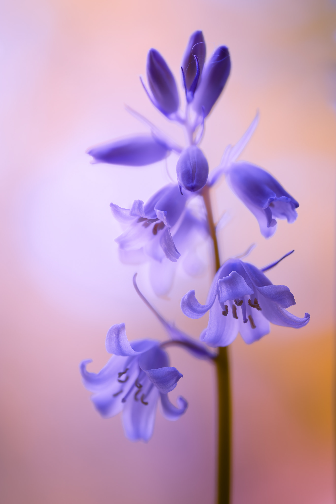 100mm F2.8 G SSM OSS sample photo. Brilliant beauty photography