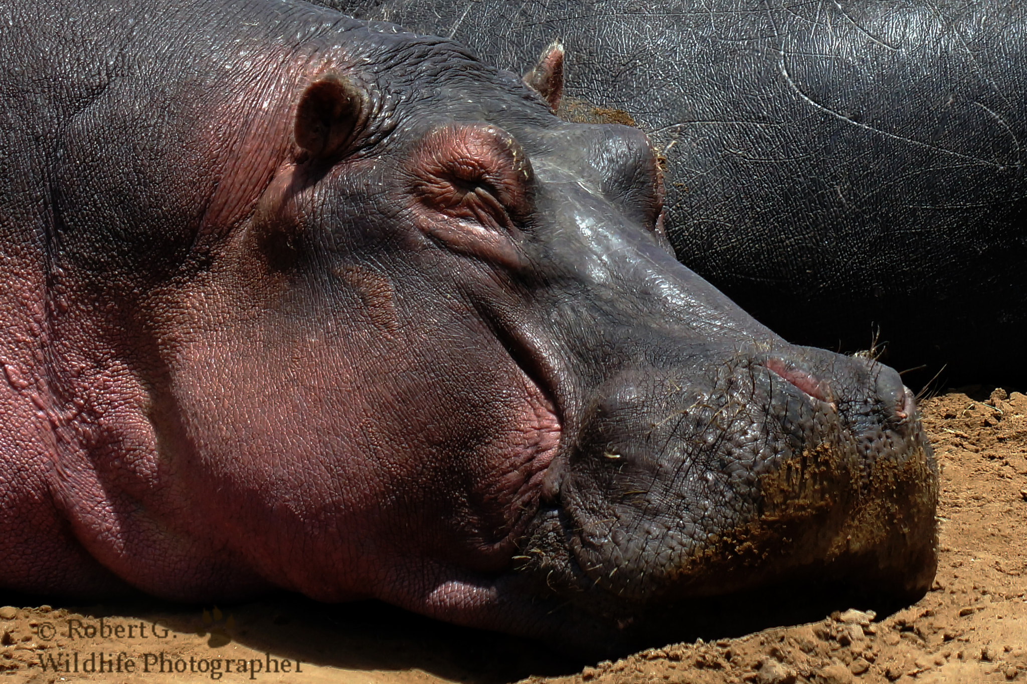 Sony SLT-A77 + Minolta/Sony AF 70-200mm F2.8 G sample photo. Hippo portrait photography