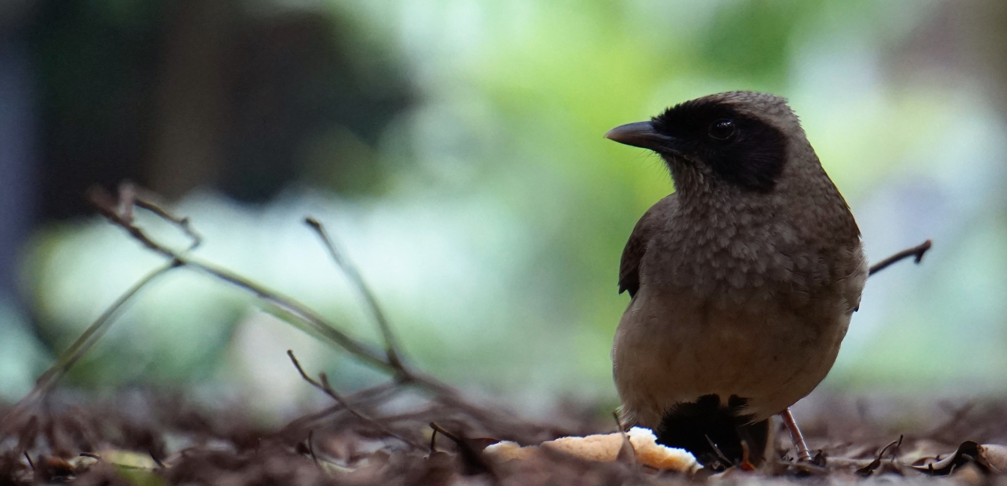 Sony Alpha a5000 (ILCE 5000) sample photo. Bird photography