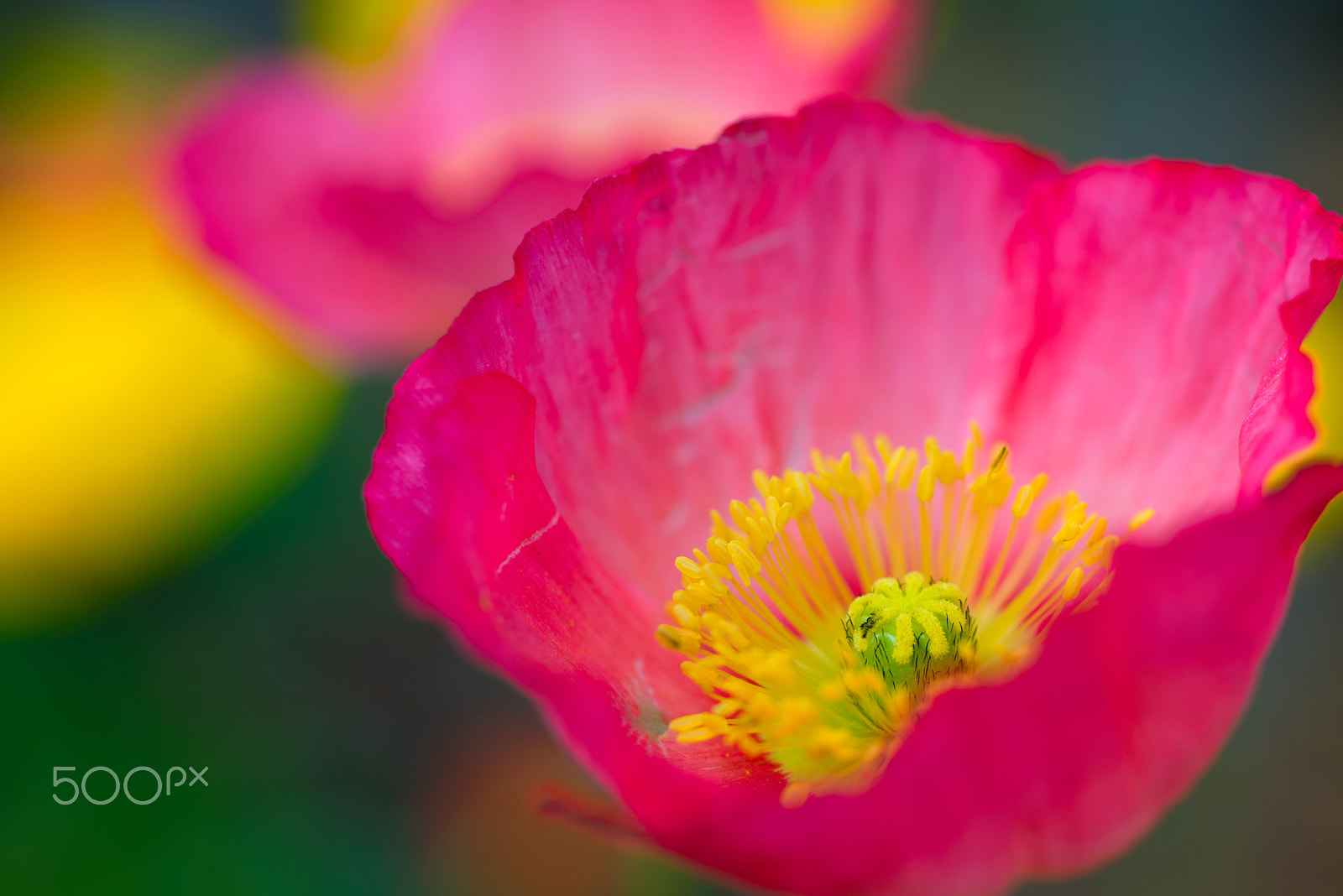 ZEISS Makro-Planar T* 50mm F2 sample photo. Iceland poppy photography