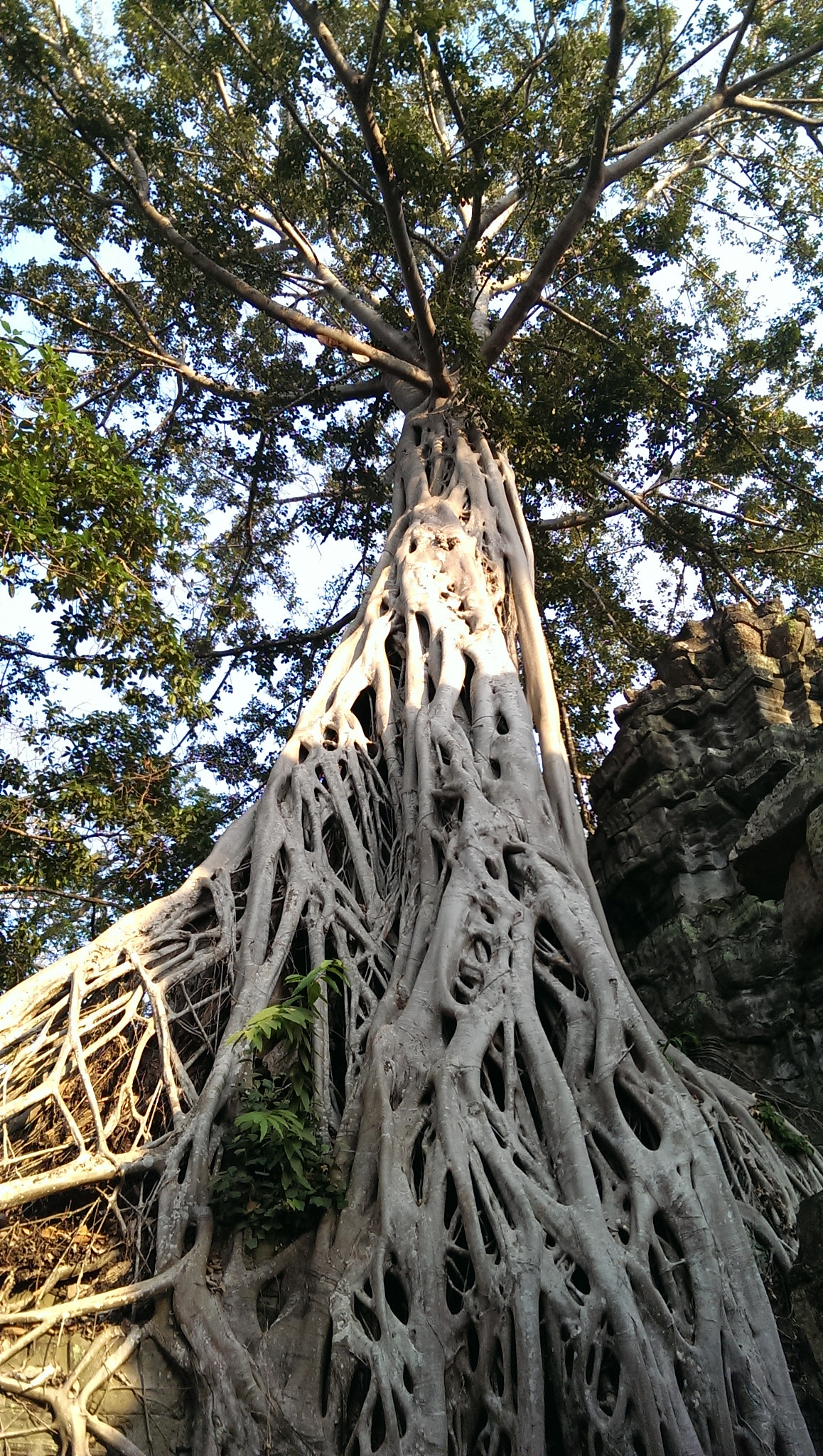HTC ONE DUAL SIM sample photo. Ta prum, the trees on the ruins photography