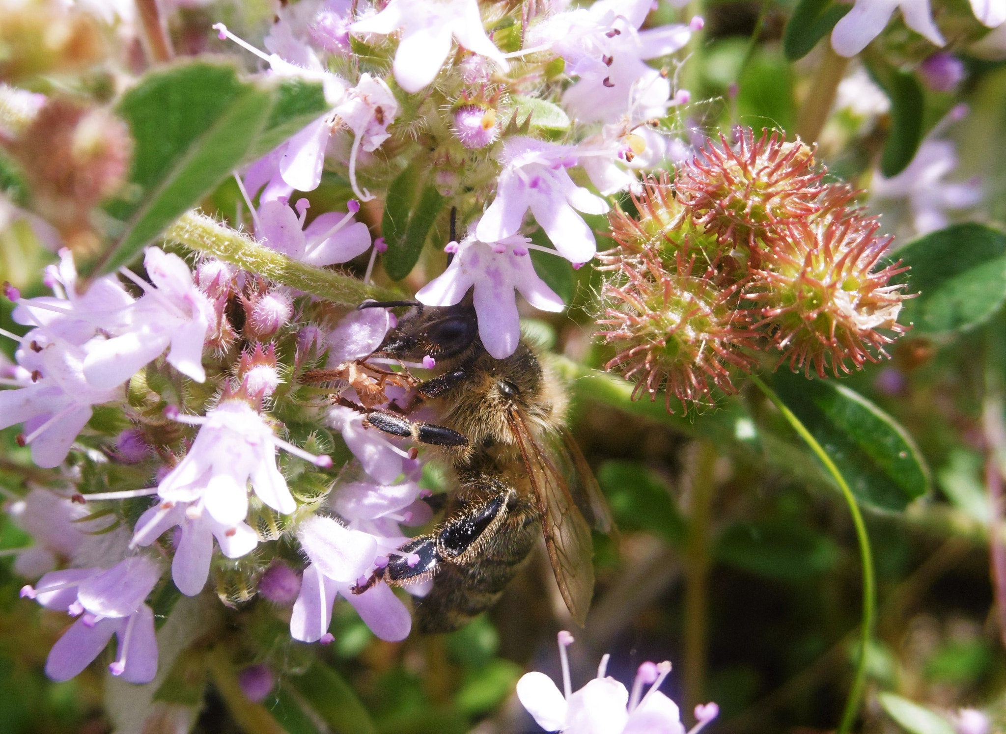 Panasonic DMC-SZ8 sample photo. Bee at work photography