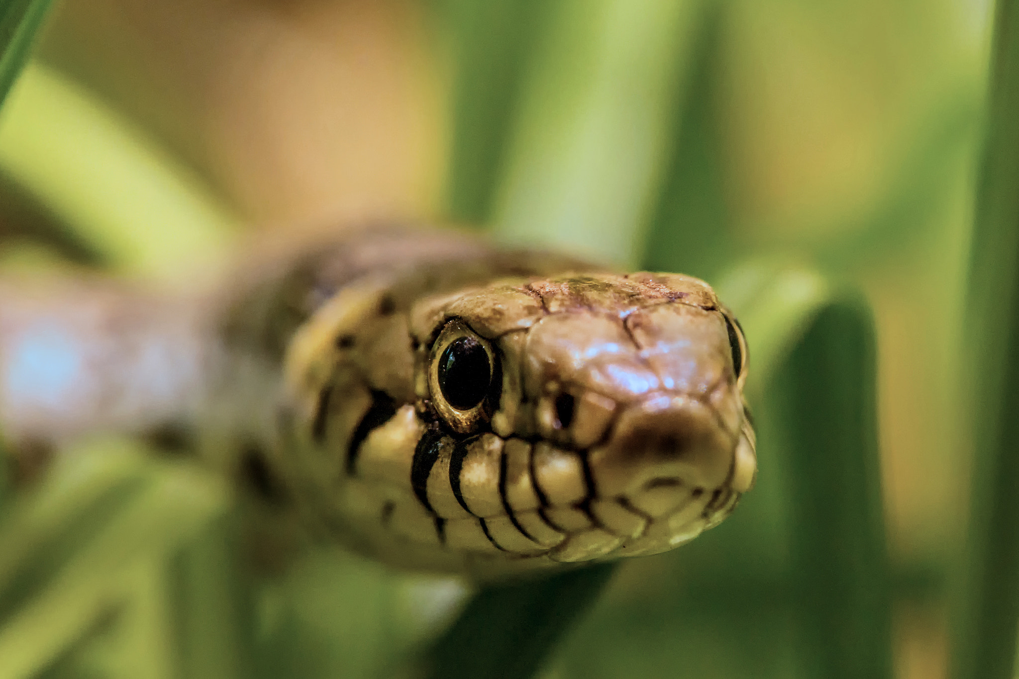 Sony SLT-A99V sample photo. Grass  snake photography