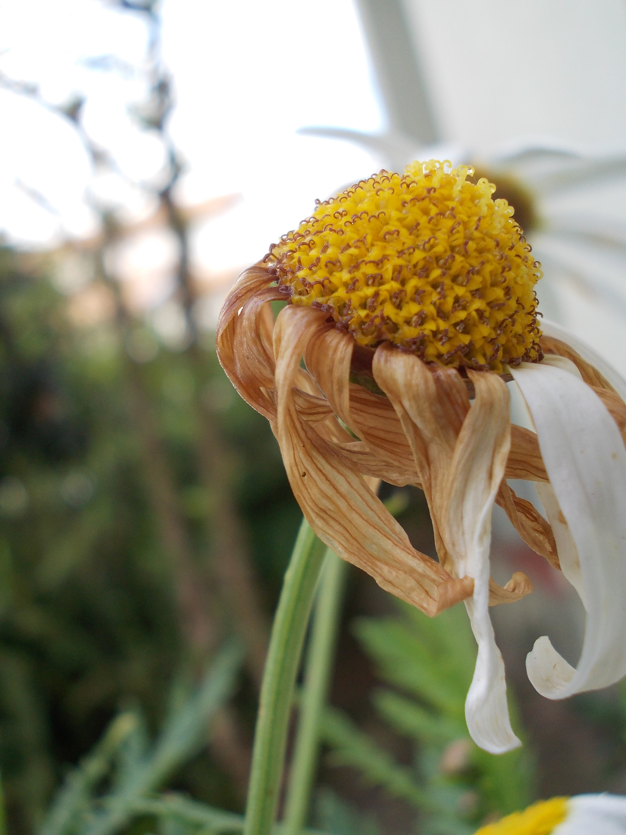 Nikon COOLPIX L23 sample photo. Life in yellow textures photography