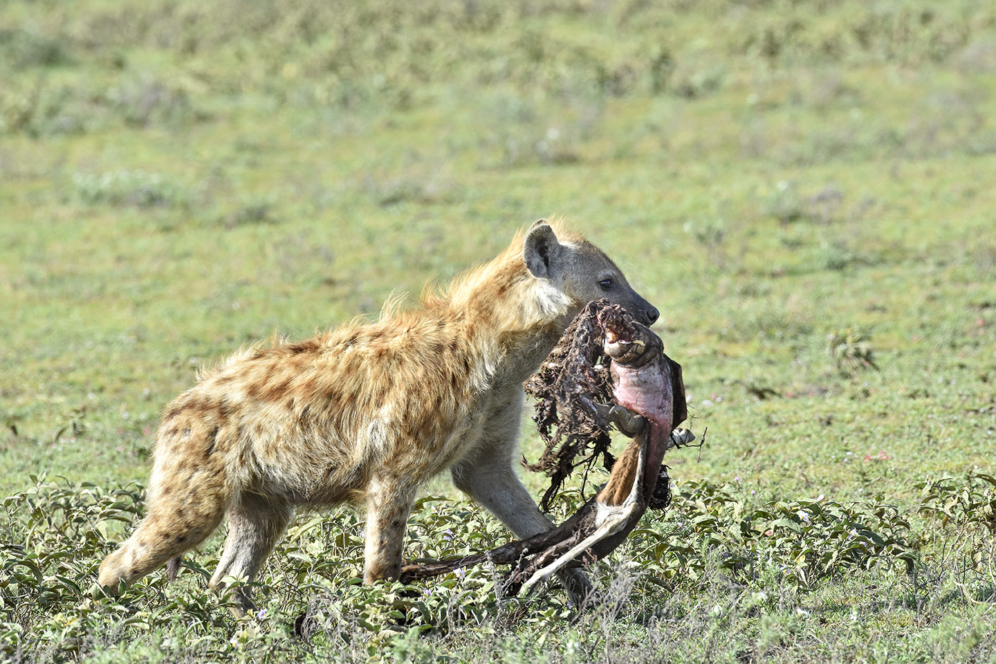 Nikon D7200 + Nikon AF-S Nikkor 500mm F4G ED VR sample photo. Dsc_5810.jpg photography