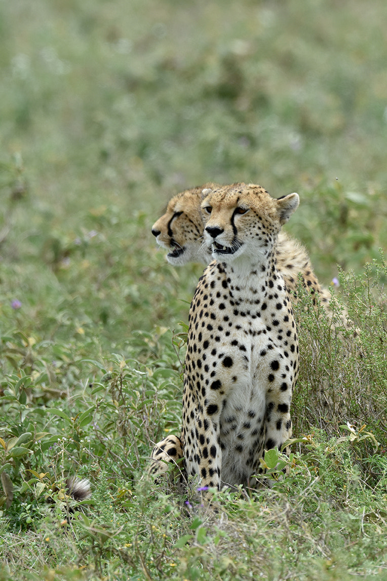 Nikon D7200 + Nikon AF-S Nikkor 500mm F4G ED VR sample photo. Dsc_6068.jpg photography