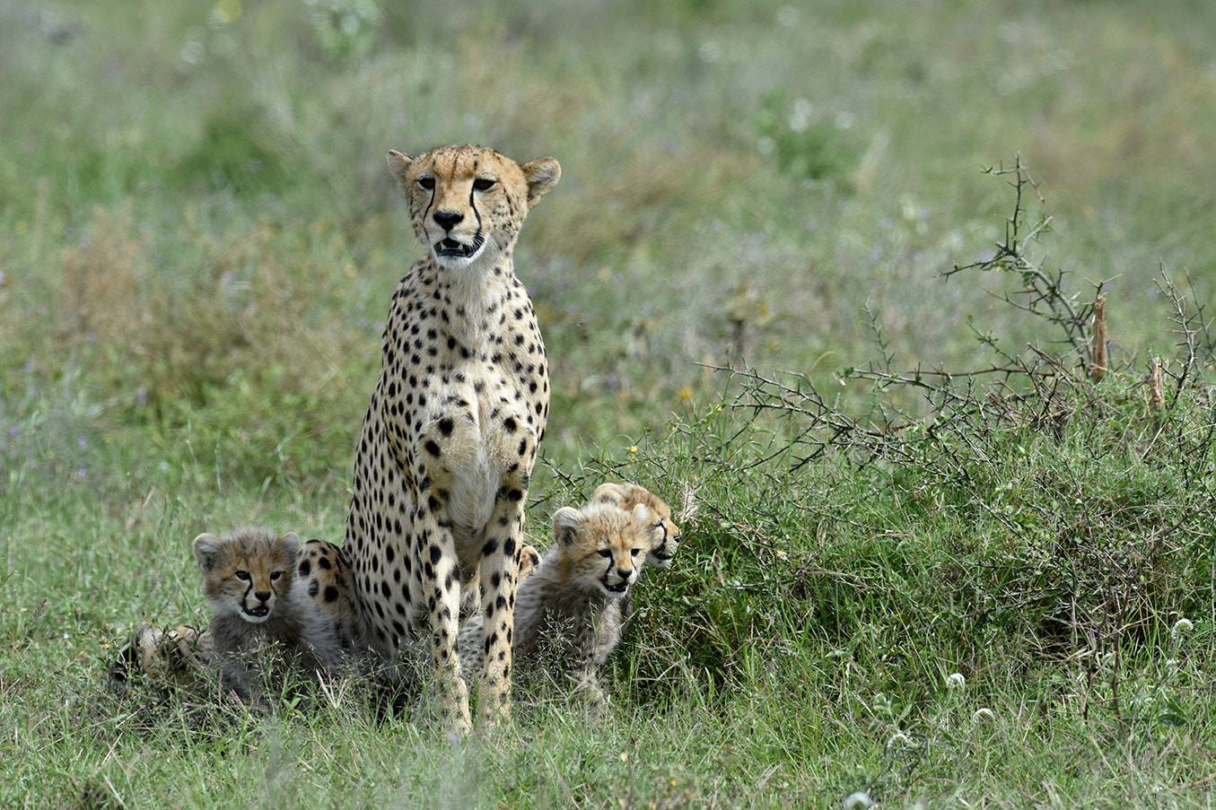 Nikon D7200 + Nikon AF-S Nikkor 500mm F4G ED VR sample photo. Dsc_6156.jpg photography