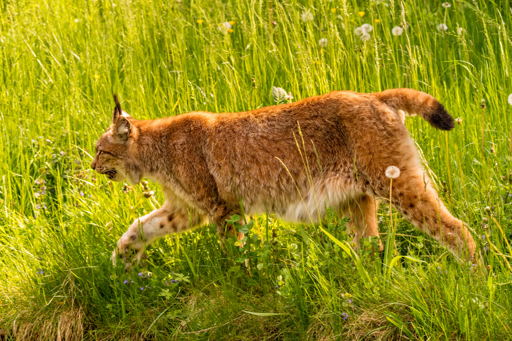 Sony SLT-A99V sample photo. Young lynx photography