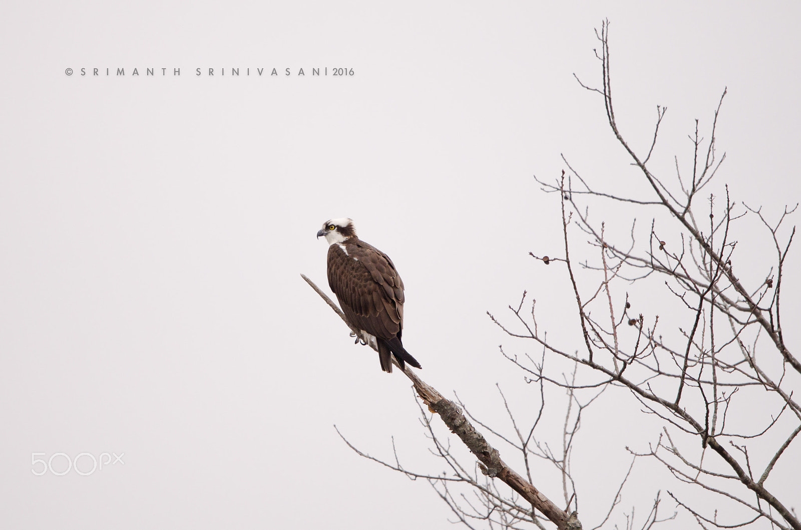 Nikon AF-S Nikkor 600mm F4G ED VR sample photo. Osprey photography