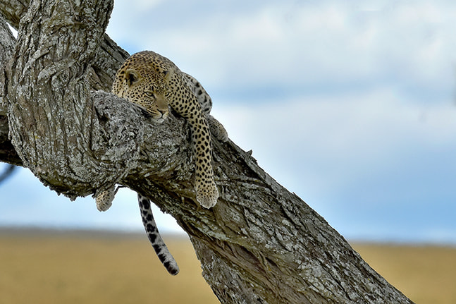 Nikon AF-S Nikkor 500mm F4G ED VR sample photo. Awa photography