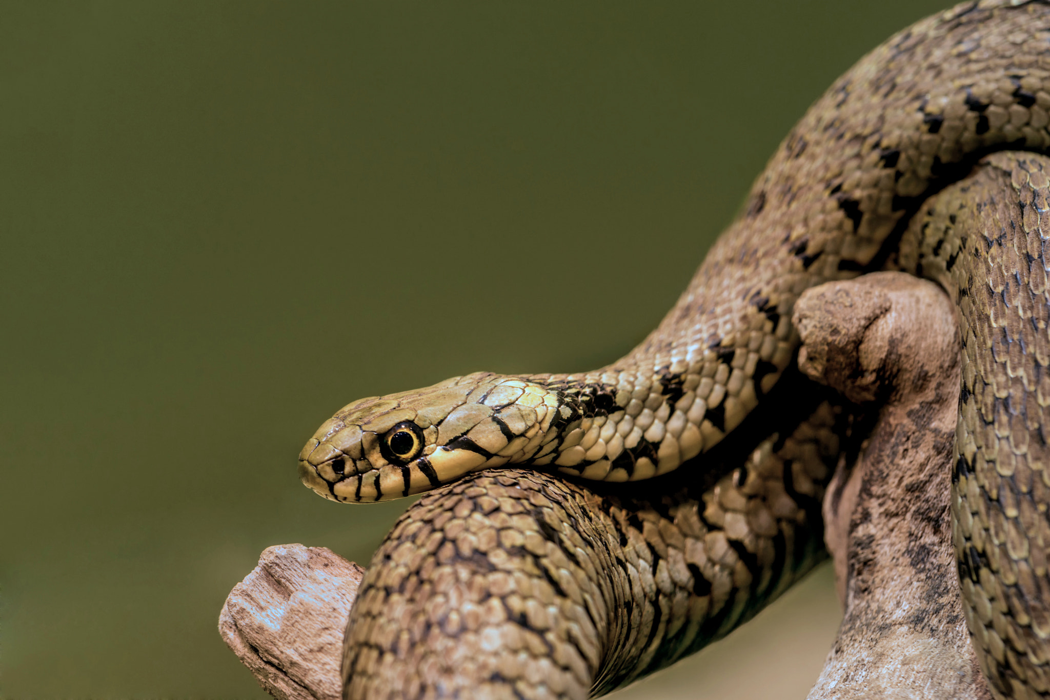 Sony SLT-A99V sample photo. Climbing grass snake photography