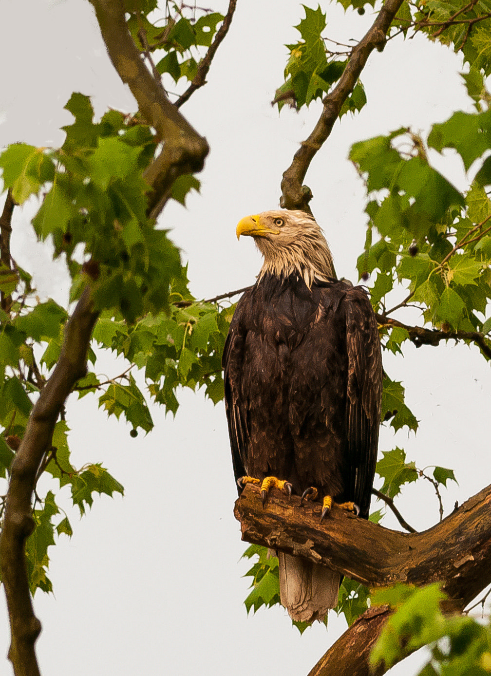 Nikon D300S + Nikon AF-S Nikkor 300mm F4D ED-IF sample photo. Rainyday eagle photography