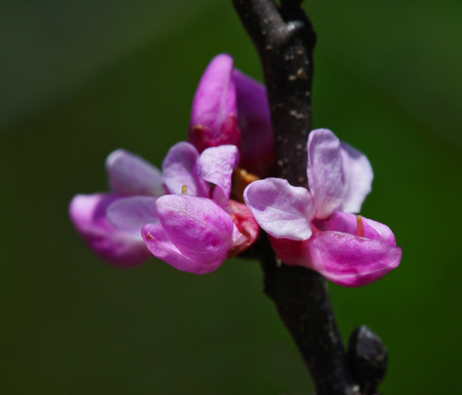 100mm F2.8 SSM sample photo. American redbud photography