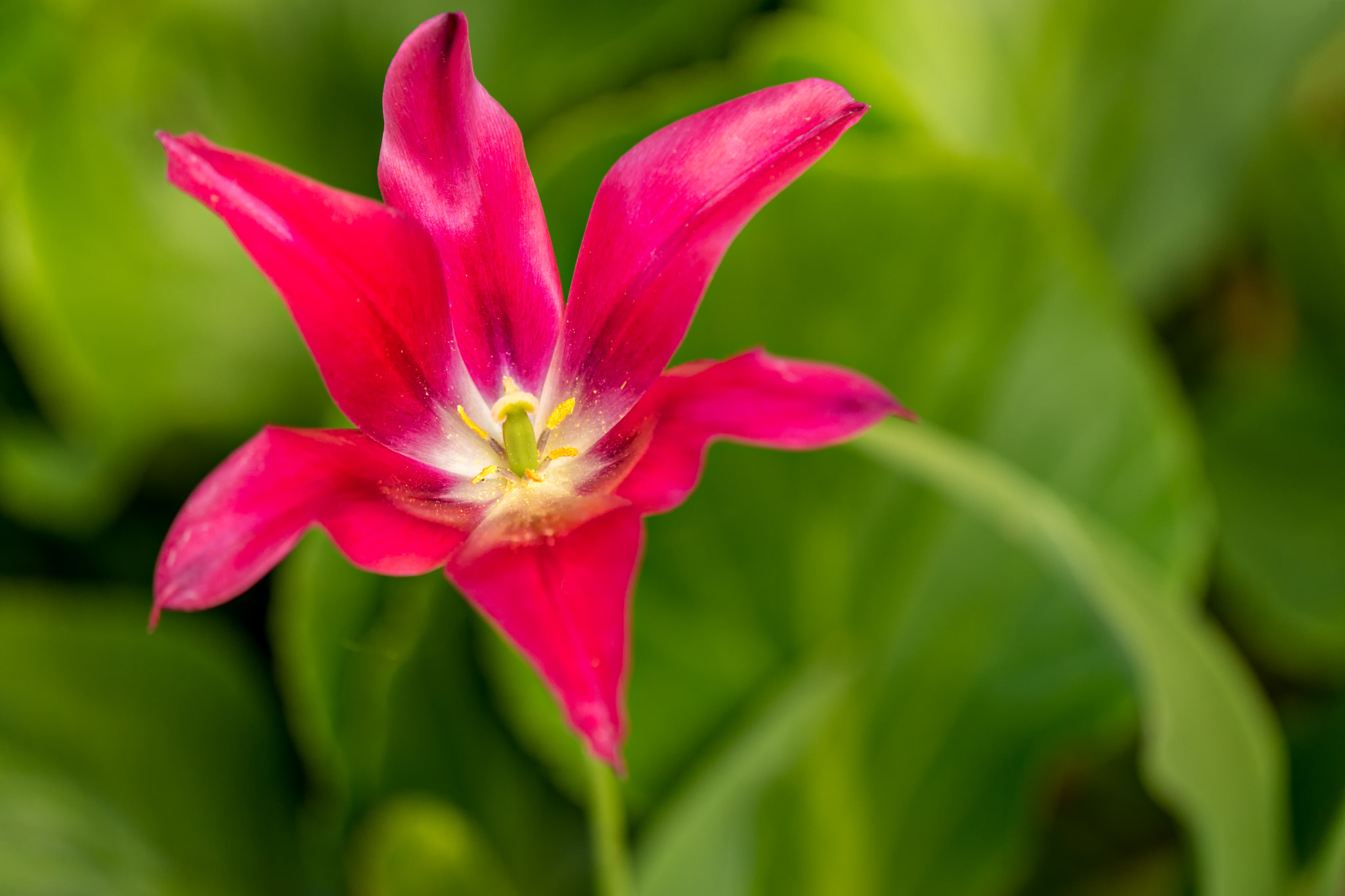 Sony SLT-A99V sample photo. Open tulip photography