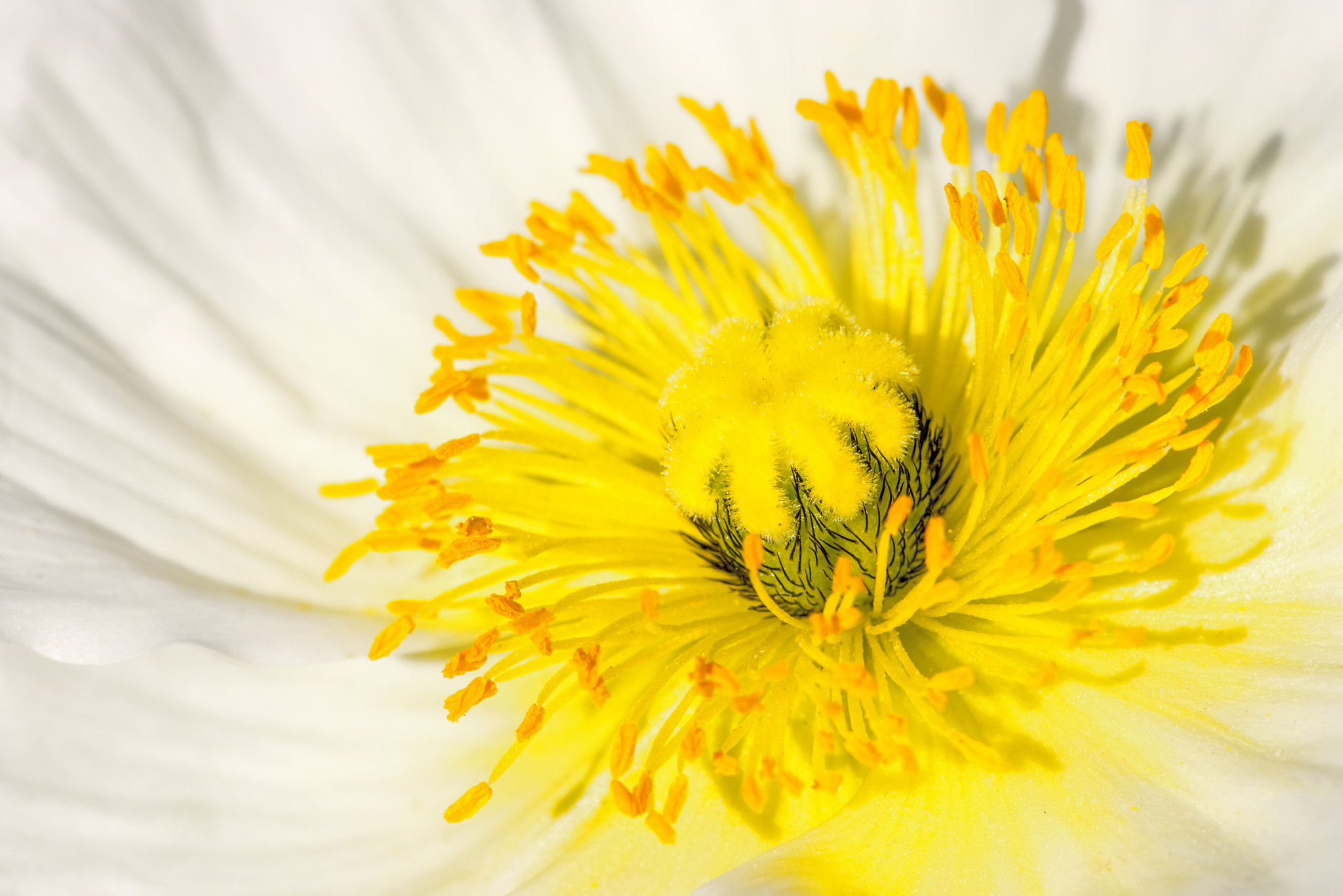 Sony SLT-A99V sample photo. White poppy photography