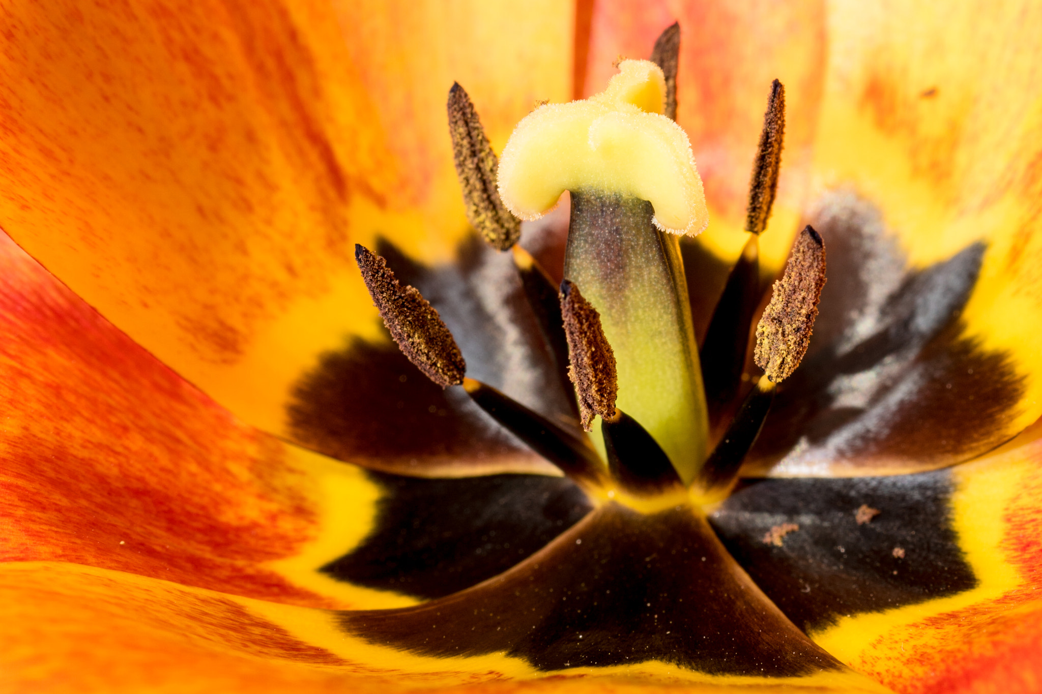 Sony DT 30mm F2.8 Macro SAM sample photo. Tulip close-up photography