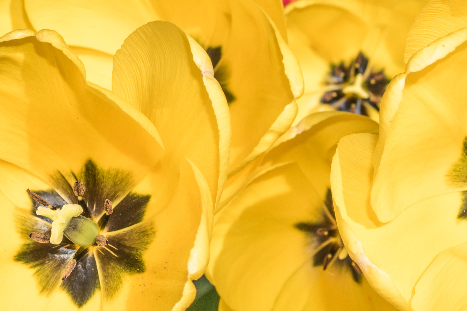Sony DT 30mm F2.8 Macro SAM sample photo. Yellow photography