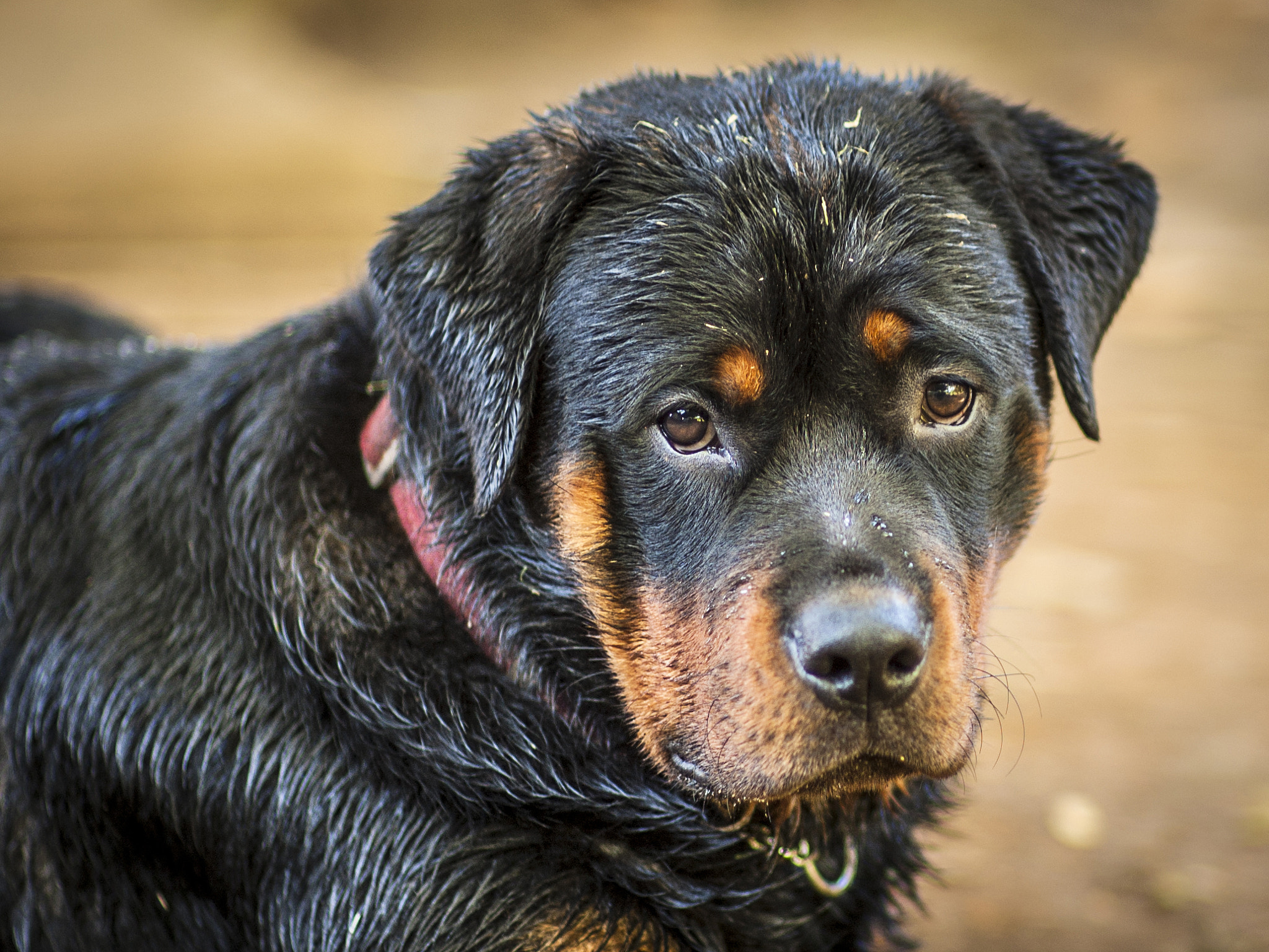 Nikon D70s + Sigma 85mm F1.4 EX DG HSM sample photo. Maverick photography