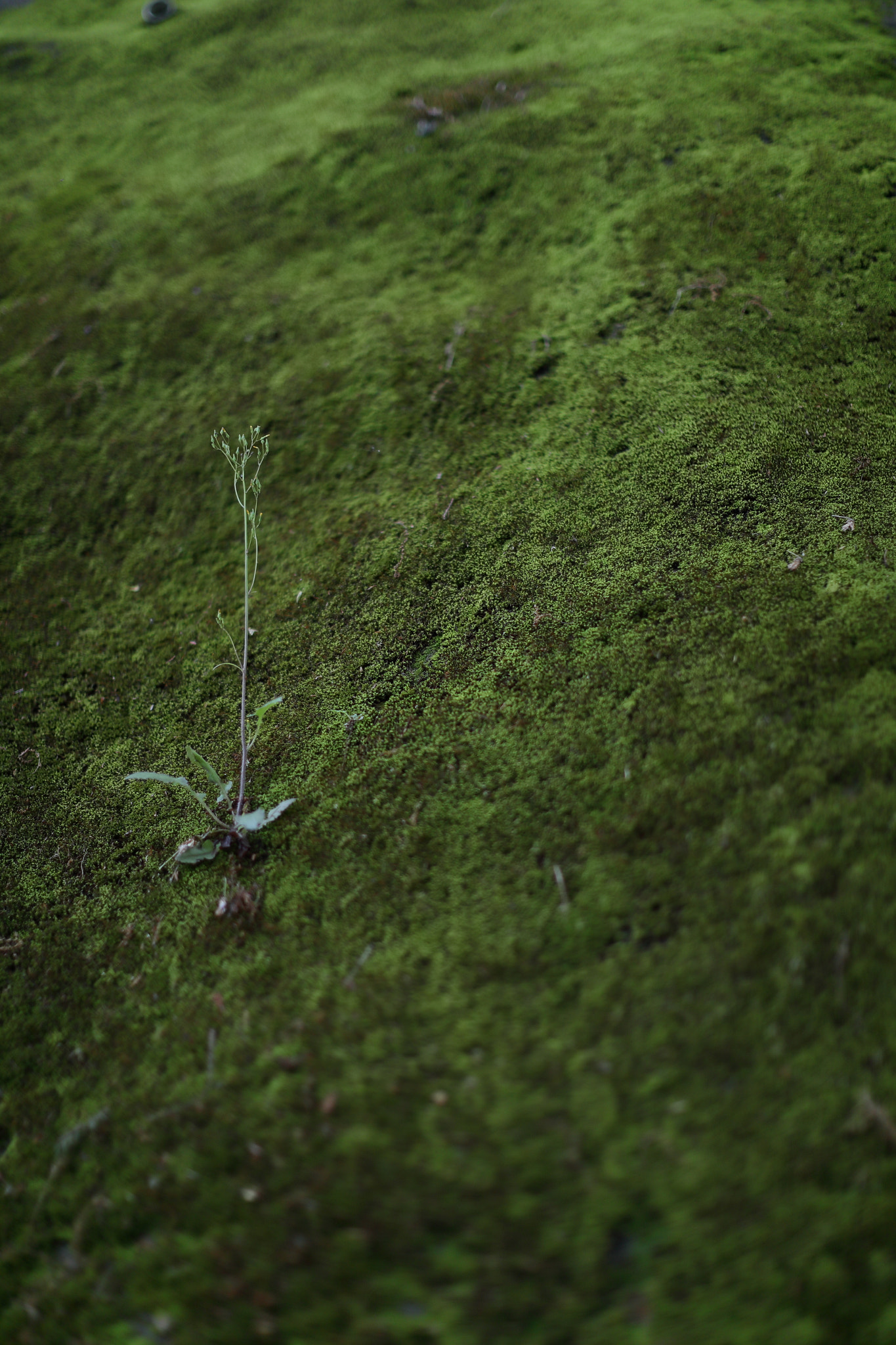 Canon EF 50mm F1.2L USM sample photo. Moss photography
