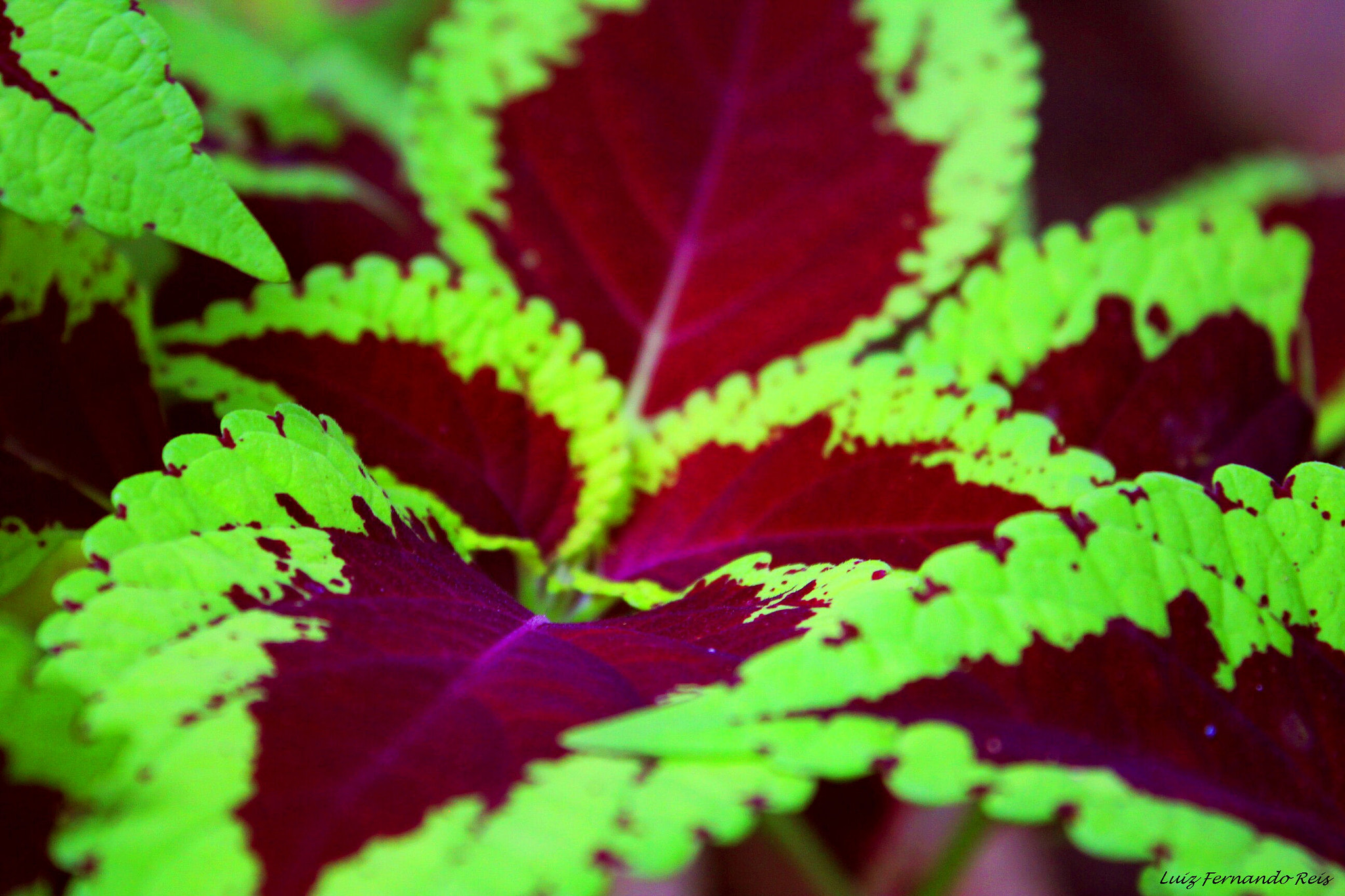 Canon EOS 550D (EOS Rebel T2i / EOS Kiss X4) sample photo. Florescente photography