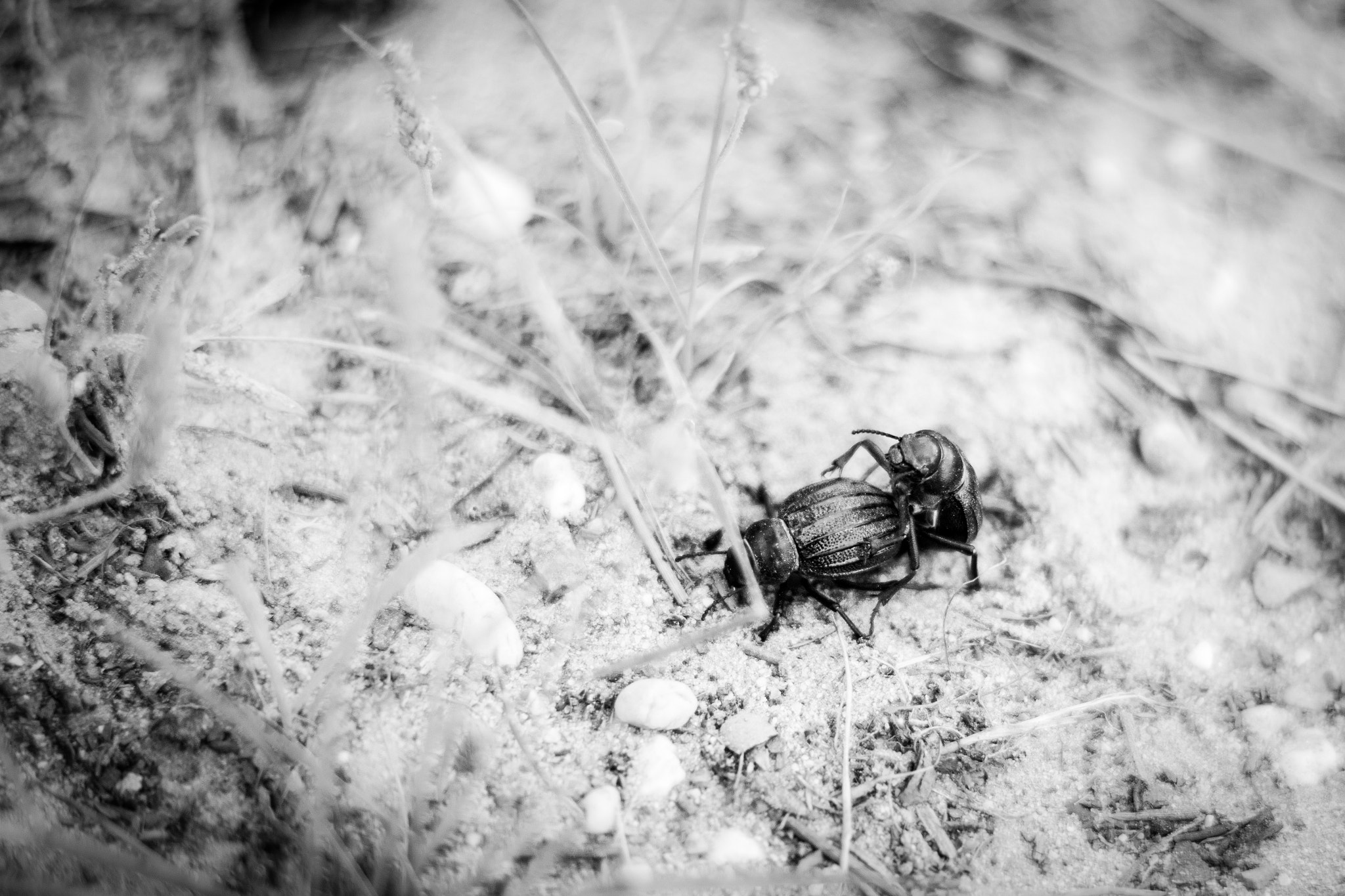 Canon EOS 80D + Canon EF 50mm F1.4 USM sample photo. Love is in the earth photography