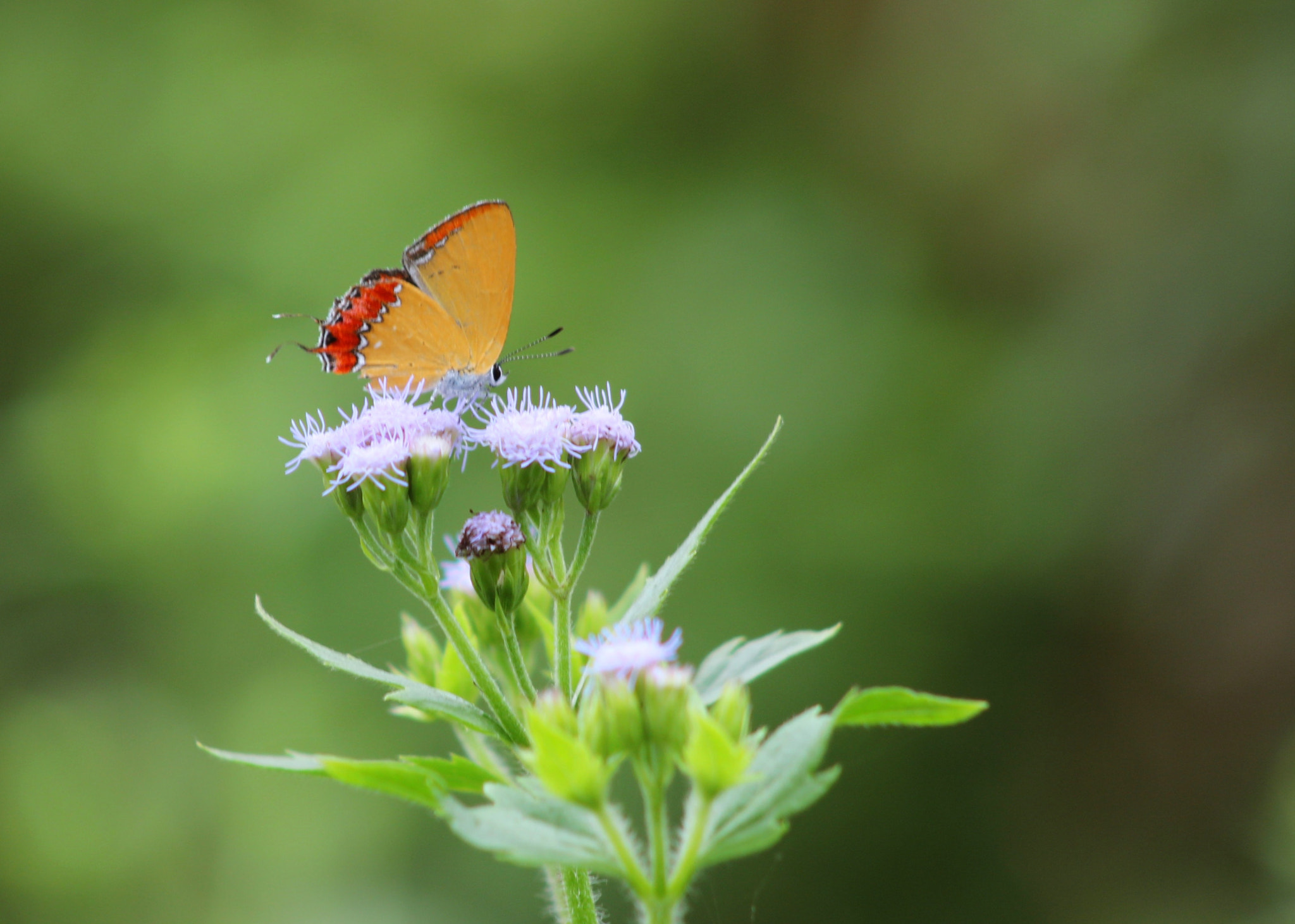 Canon EF75-300mm f/4-5.6 sample photo. 蝶恋花 photography