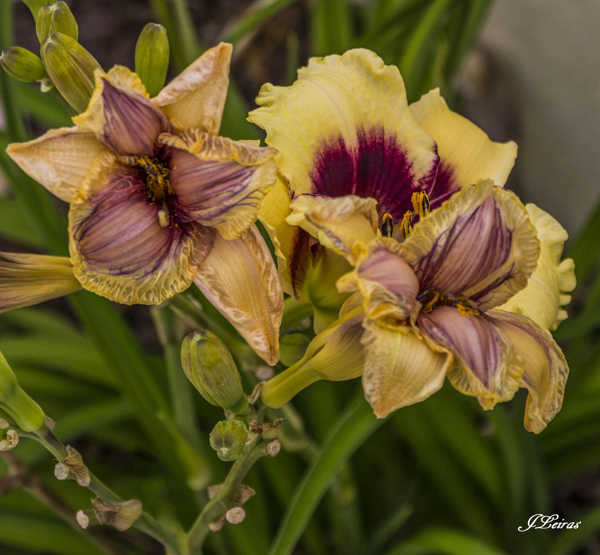 Sigma 17-70mm F2.8-4 DC Macro OS HSM sample photo. Lily photography