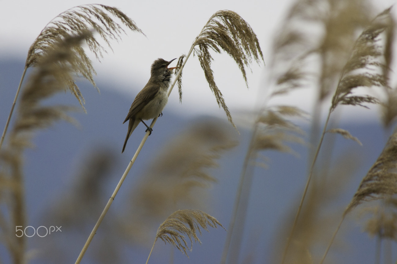 Canon EF 300mm F4L IS USM sample photo. Cannareccione photography