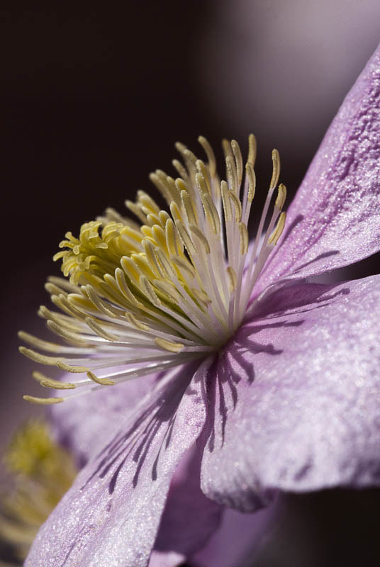 Sigma APO Macro 150mm f/2.8 EX DG HSM sample photo. Rosa photography
