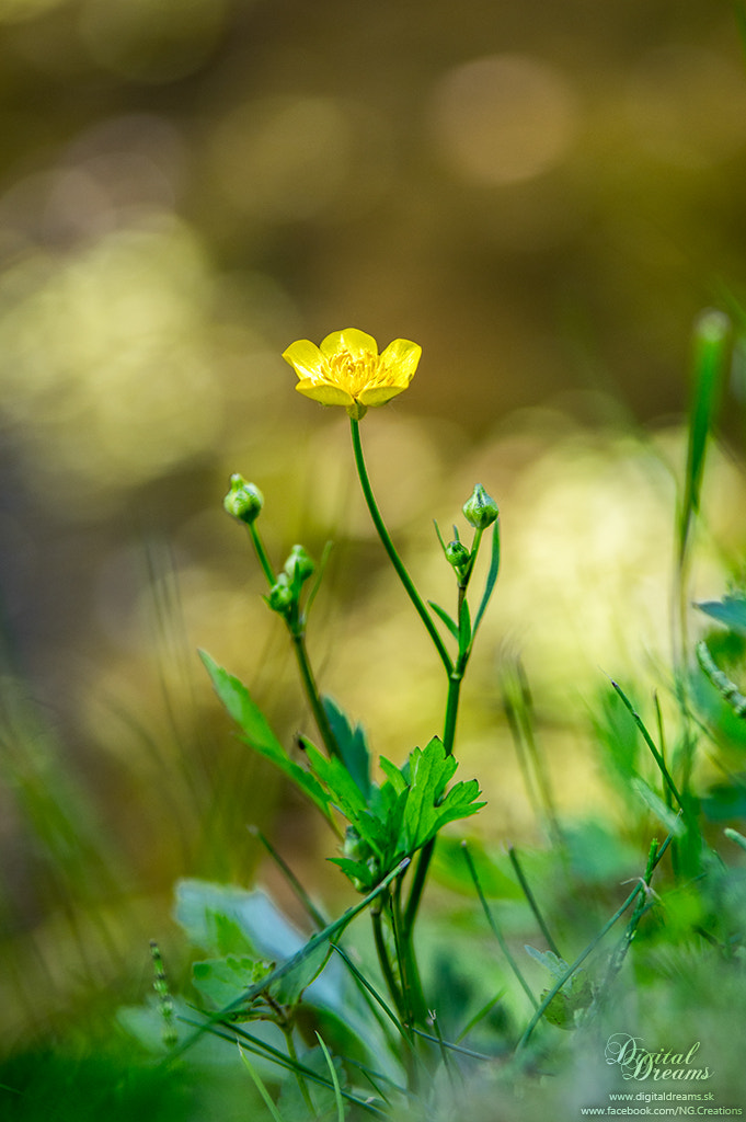 Pentax K-3 sample photo. Ranunculus acris photography